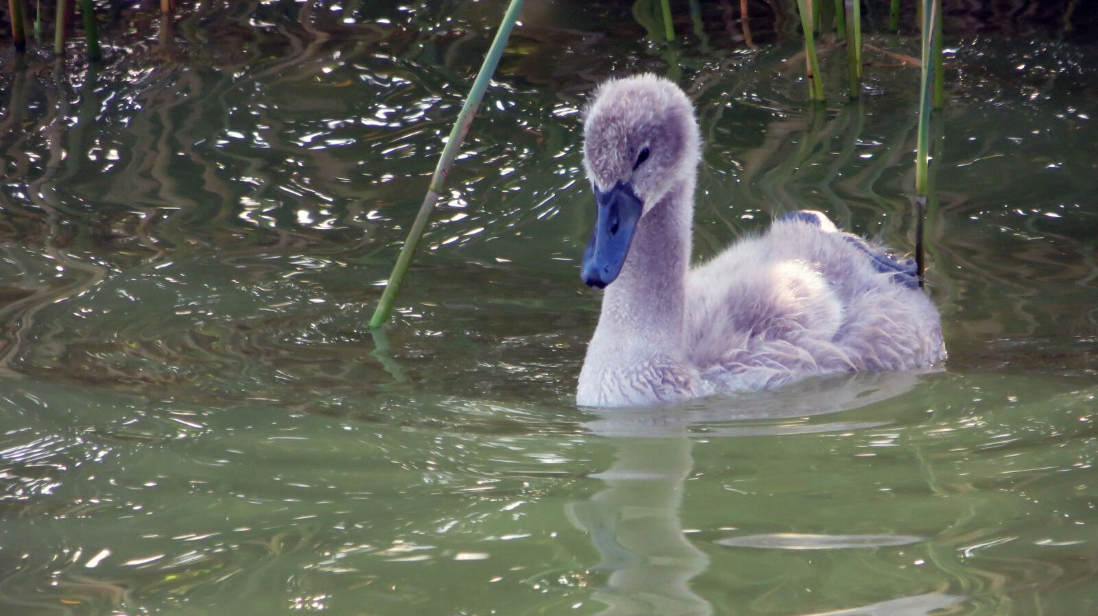 Canon PowerShot SX240 HS sample photo. Swan, bird, water photography