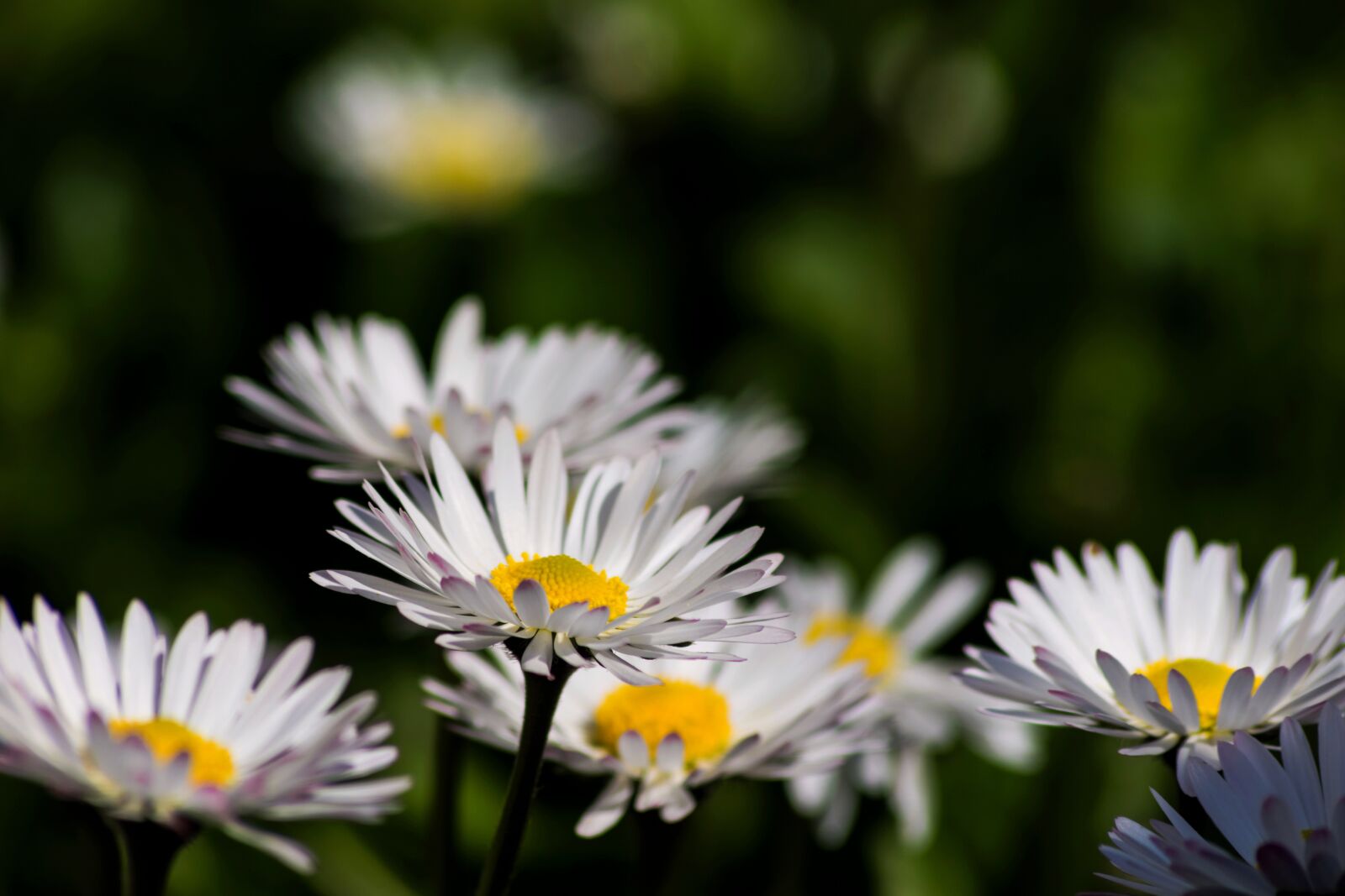 Nikon D7200 sample photo. Daisies, spring, nature photography