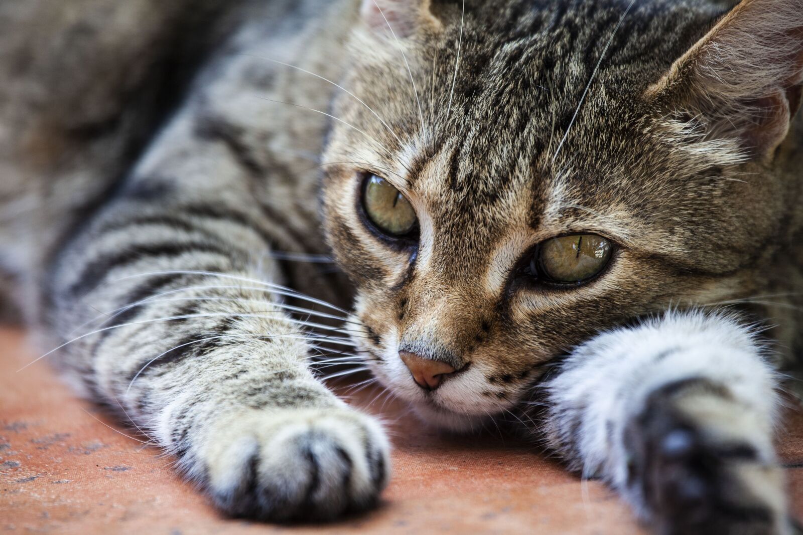 Canon EOS 5D Mark II sample photo. Cat, feline, animal photography