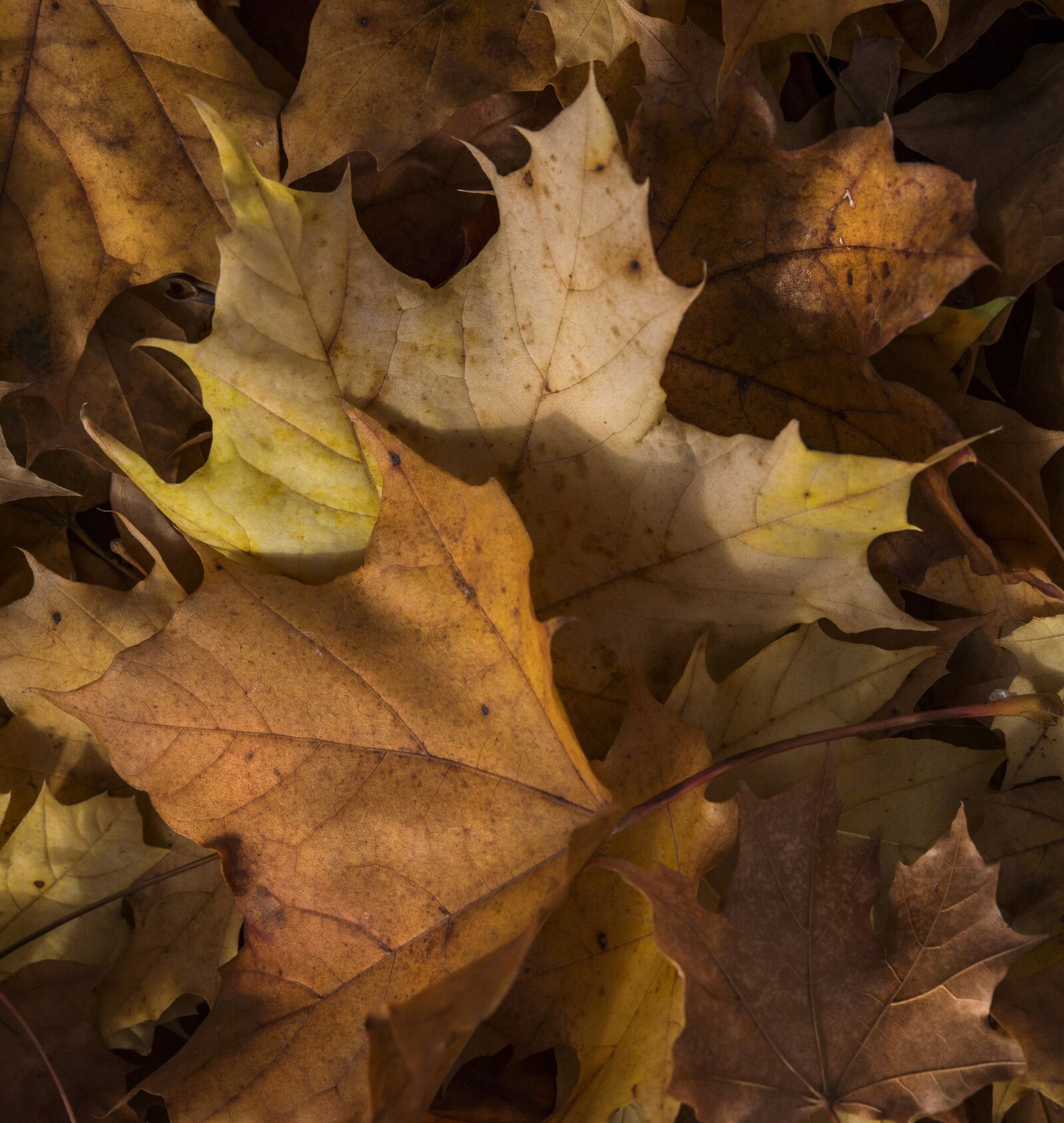 Nikon D800E sample photo. Autumn, leaves, colorful photography