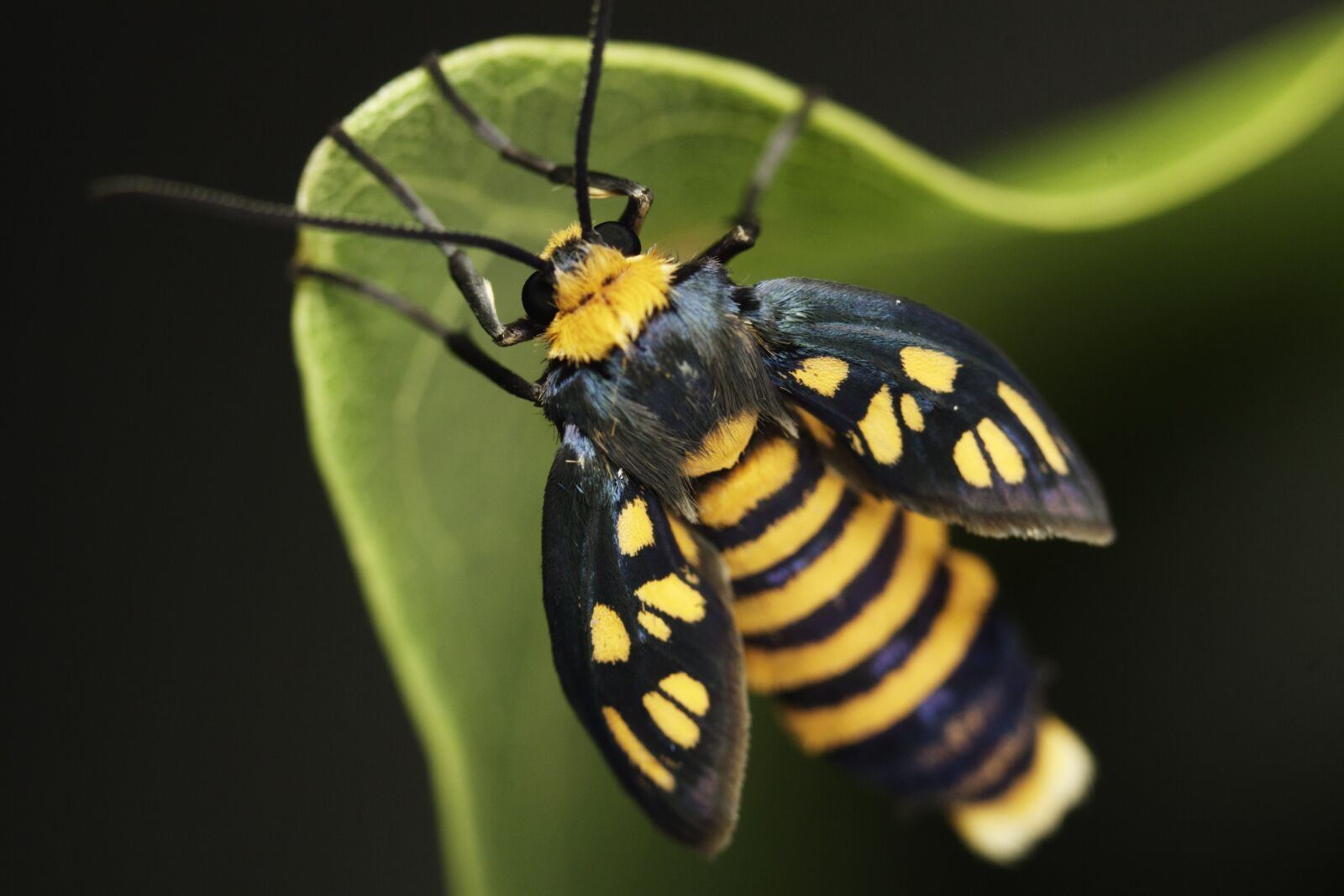 Canon EOS 50D sample photo. Insects, moth, flying photography