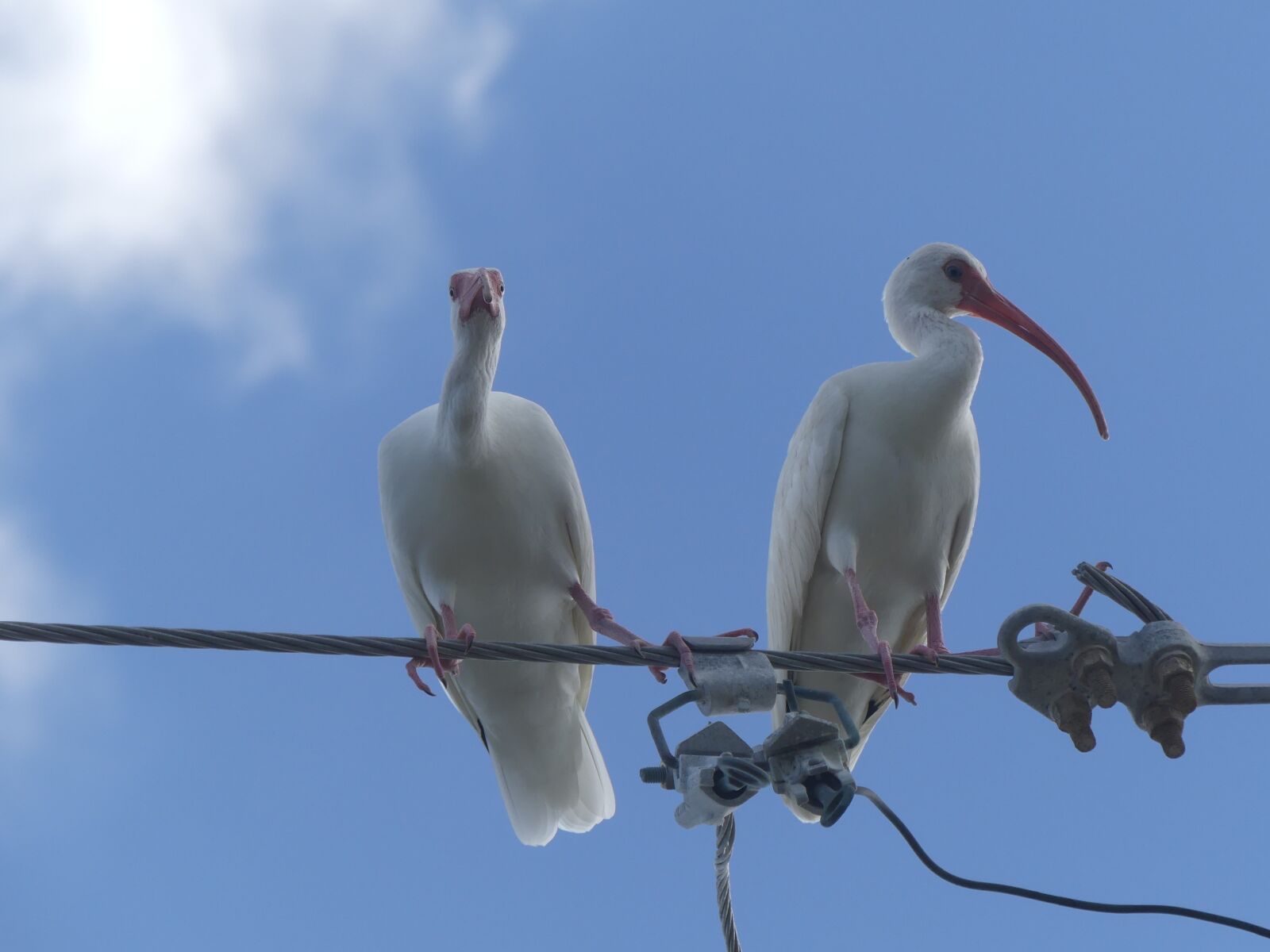 Panasonic Lumix DMC-FZ300 sample photo. Animal world, nature, bird photography
