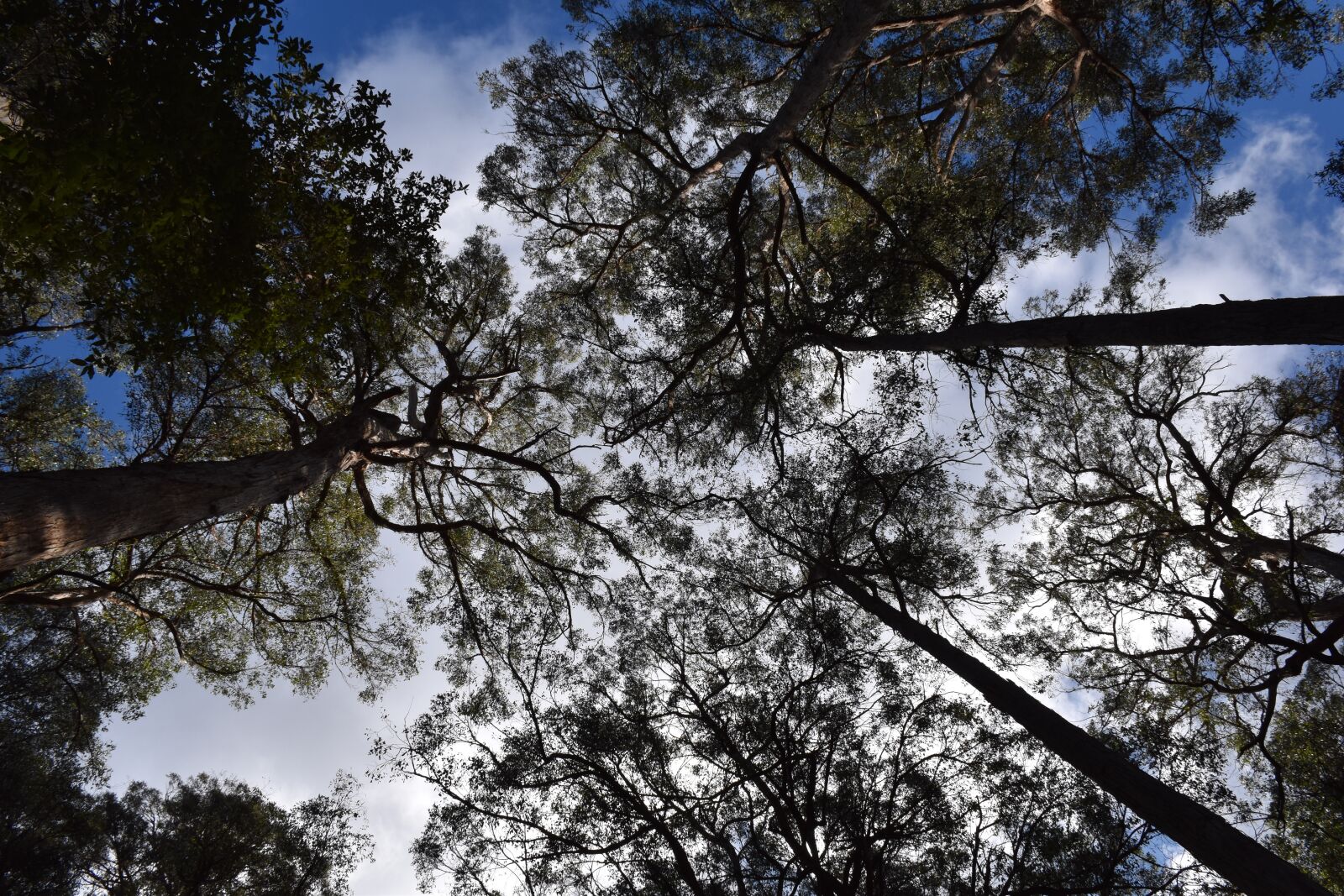 Nikon D5600 sample photo. Gumtrees, forest, sky photography
