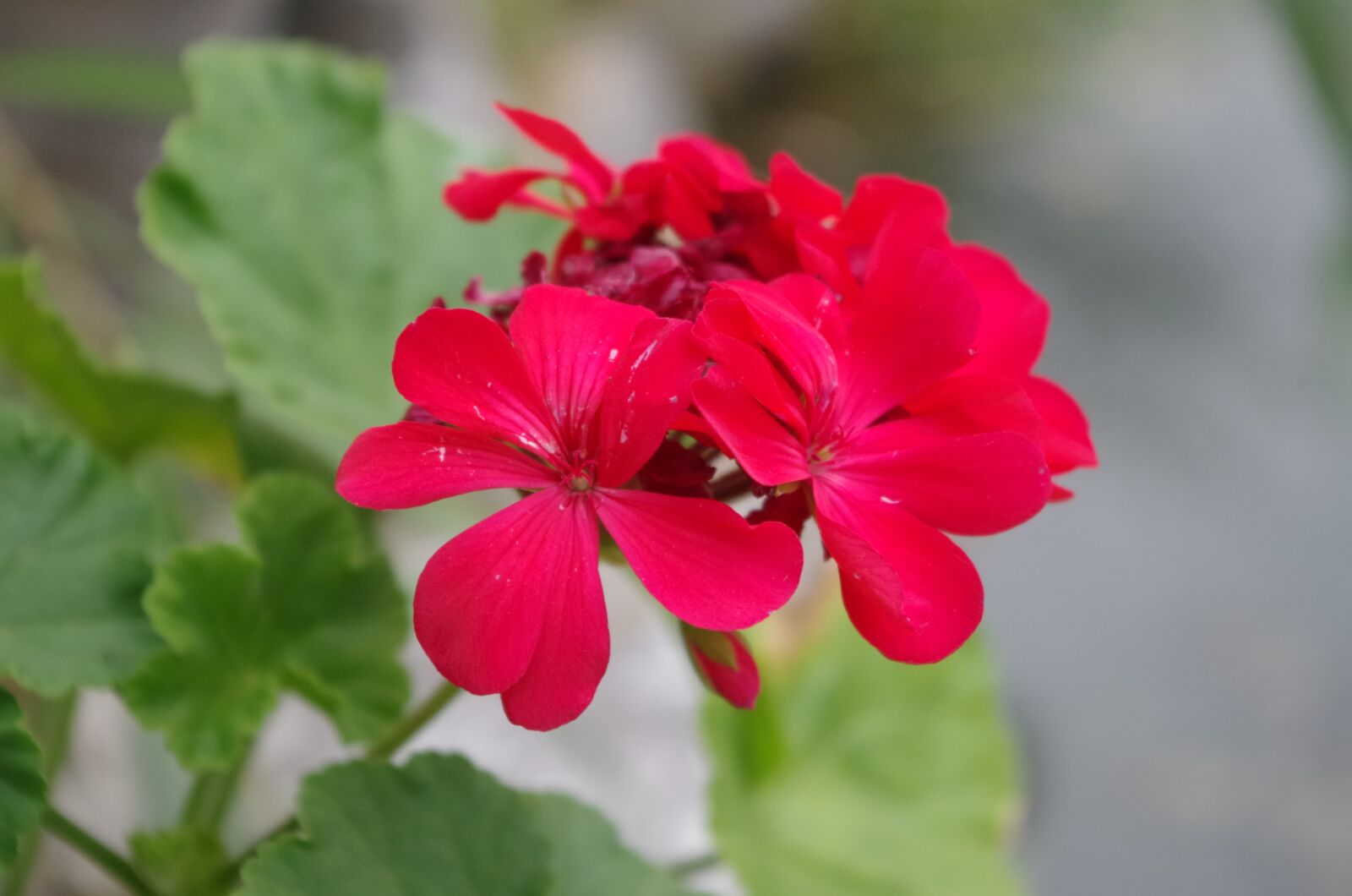 Pentax K-30 sample photo. Flower, red photography