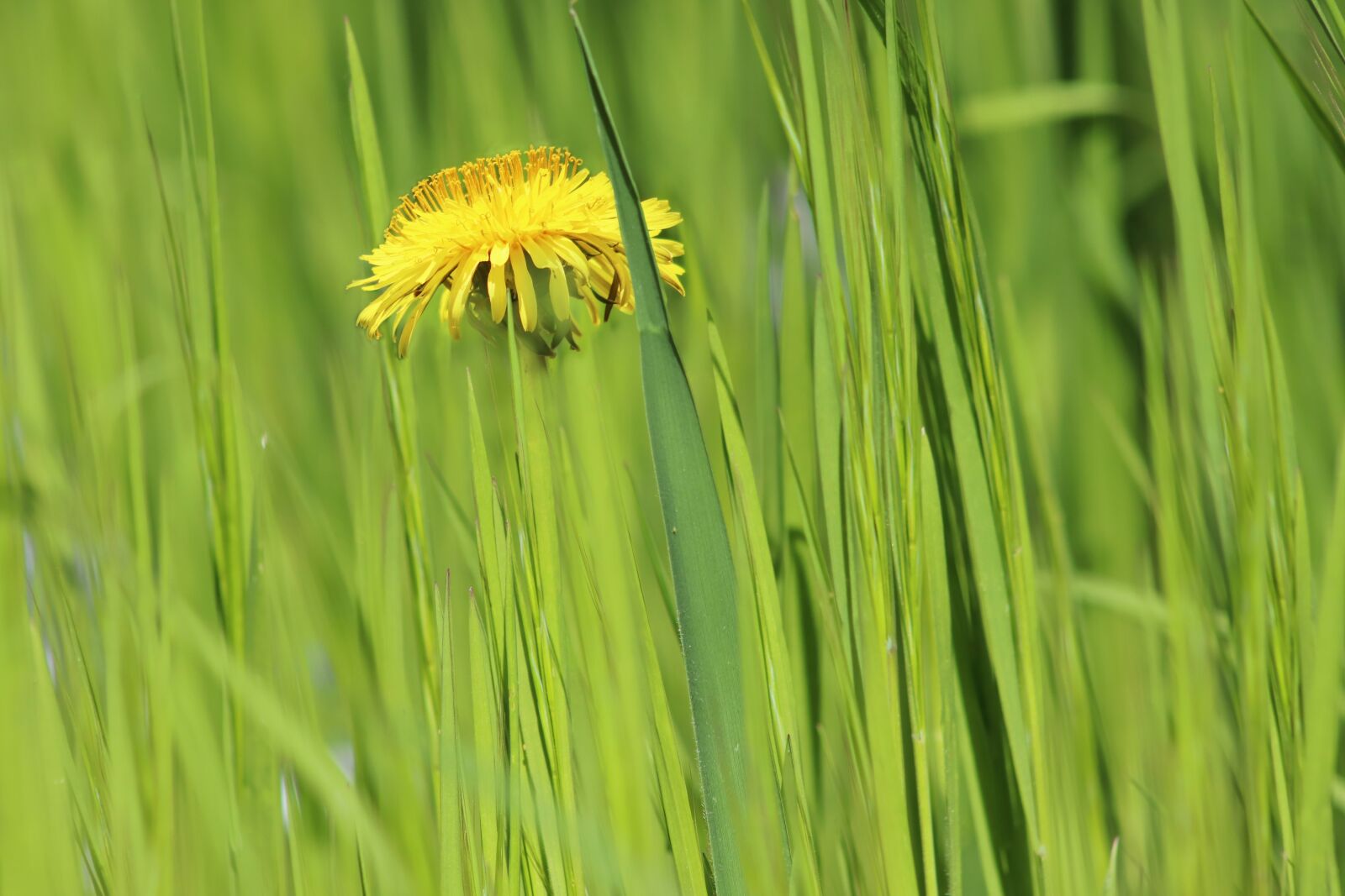 Canon EOS 800D (EOS Rebel T7i / EOS Kiss X9i) sample photo. Meadow, dandelion, pointed flower photography