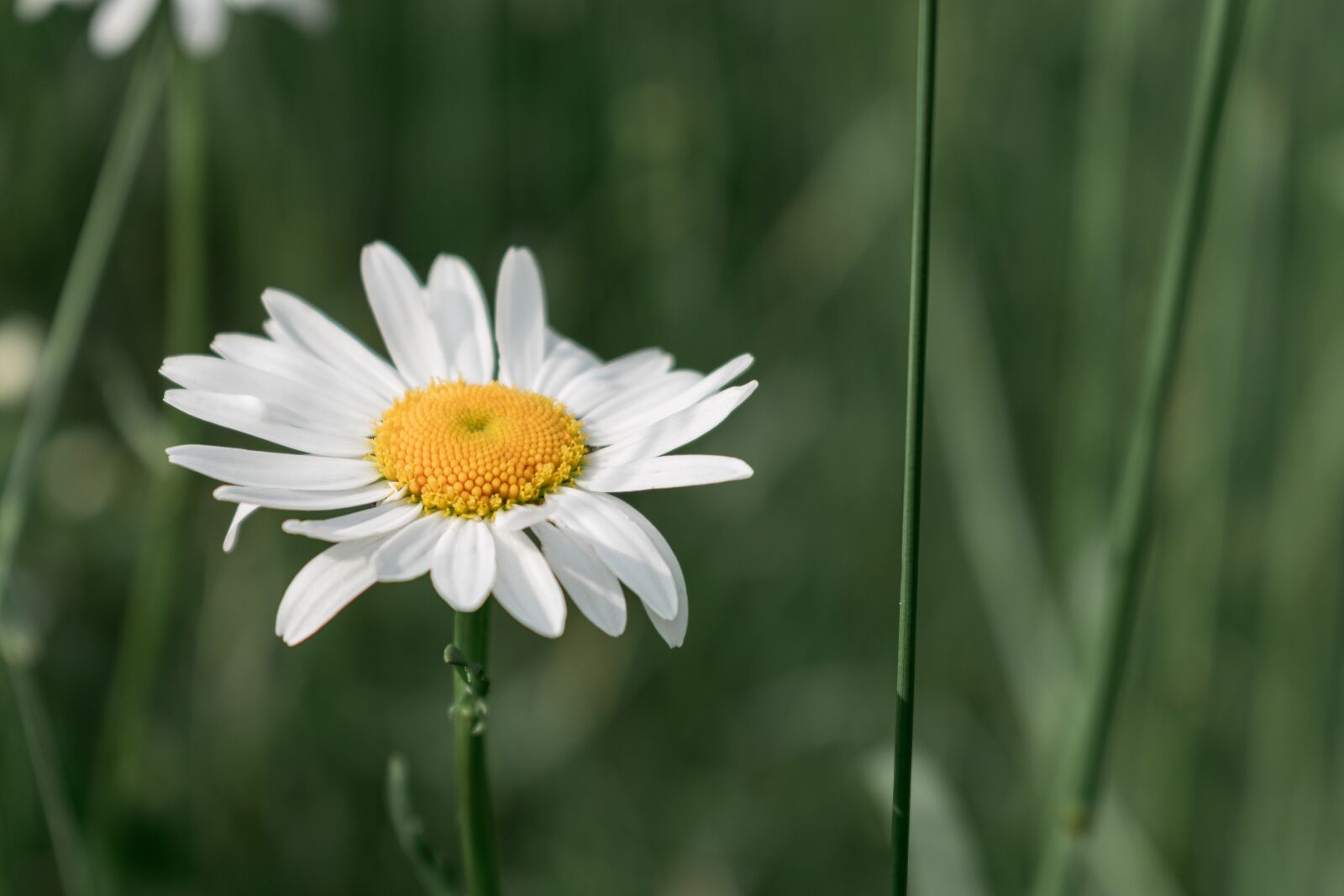 Nikon D3300 sample photo. Flowers, nature, macro detail photography