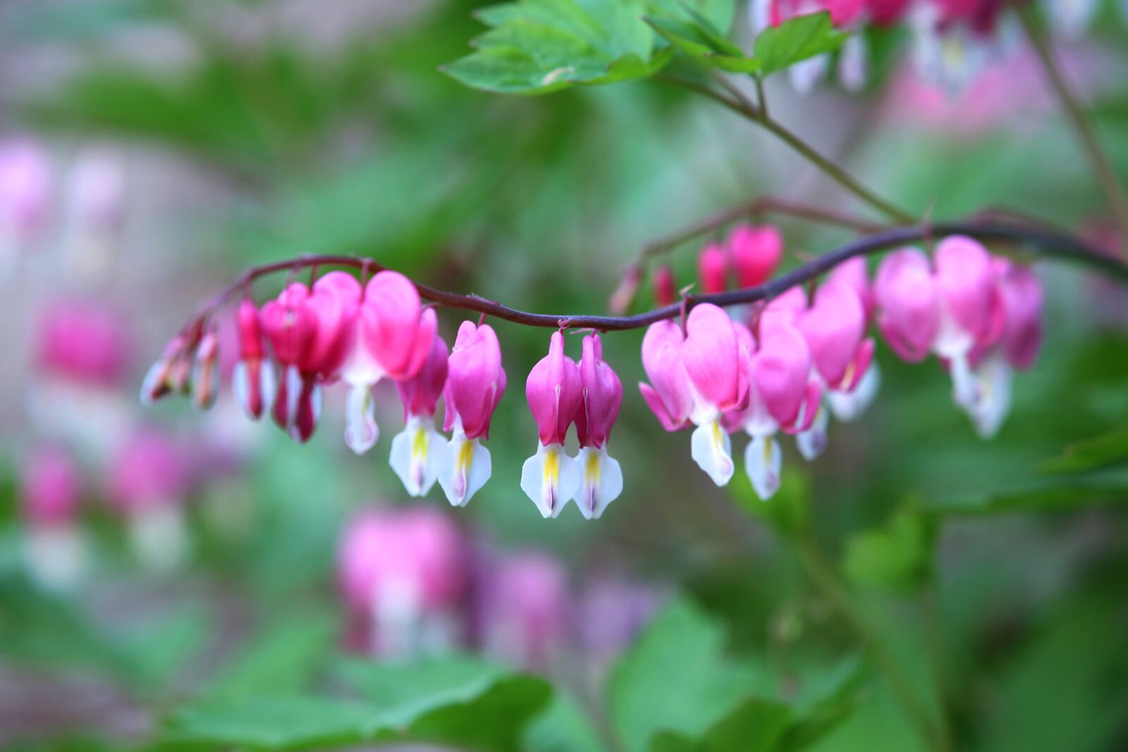 Canon EOS 5D Mark III sample photo. Gold lanterns flower, flowers photography