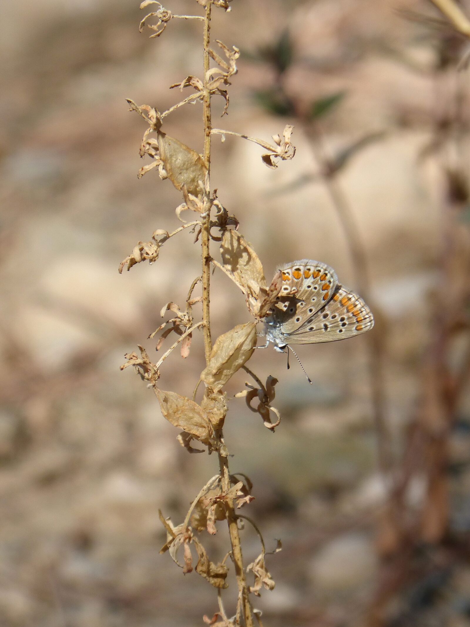 Panasonic DMC-FZ62 sample photo. Common blue, butterfly, insect photography