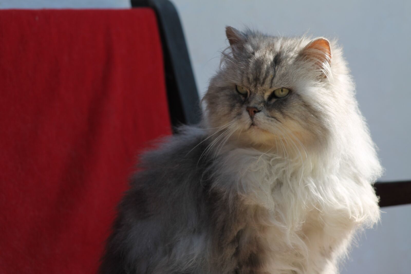 Canon EF 75-300mm f/4-5.6 sample photo. Aiderbichl, animals, cat photography