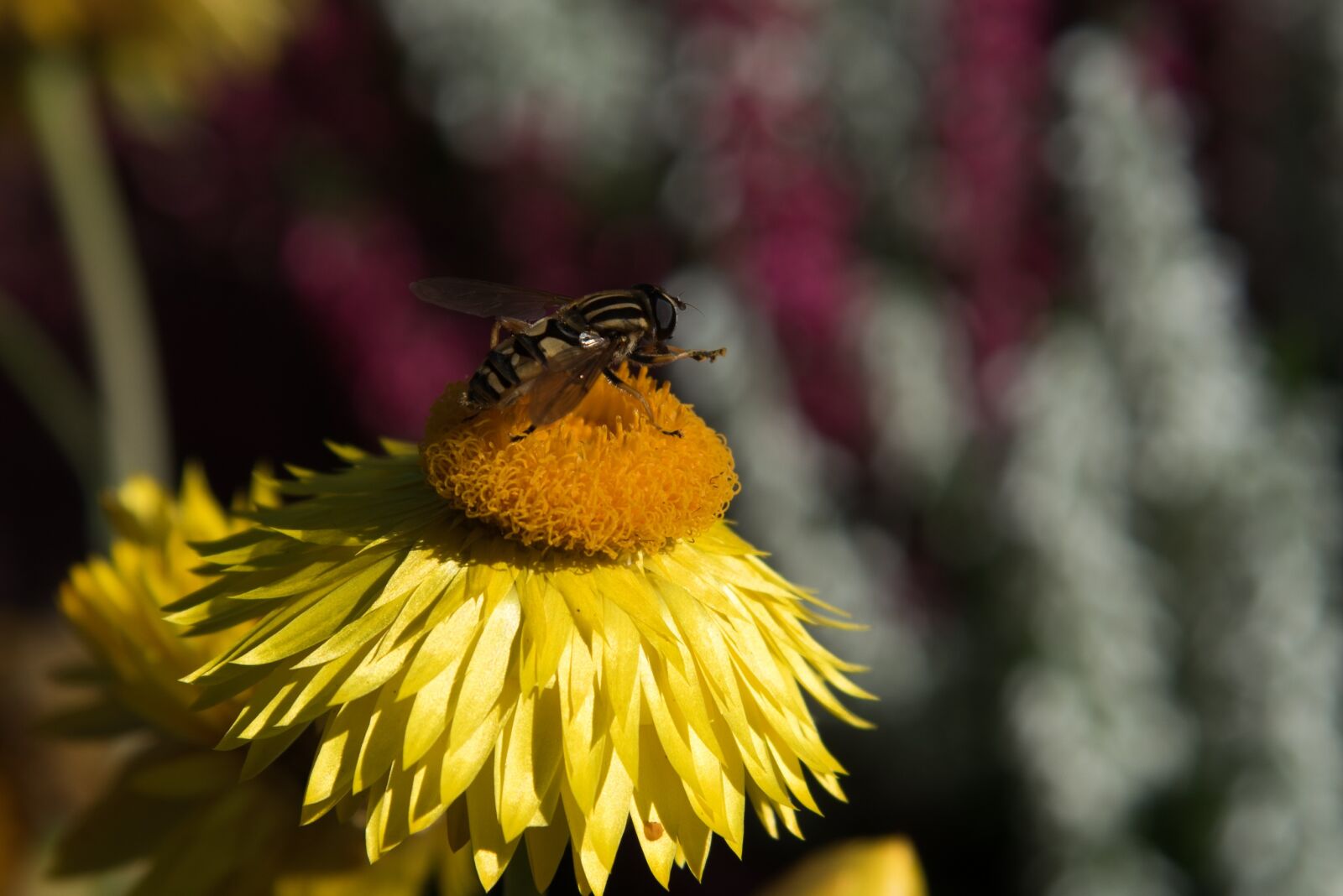 Nikon D750 sample photo. Wasp, flower, summer photography