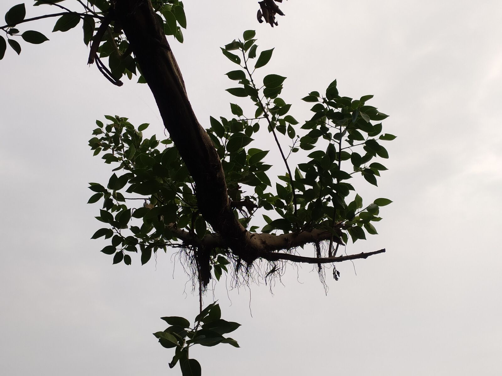 Xiaomi Redmi Note 7 Pro sample photo. Tree, forest, sky photography