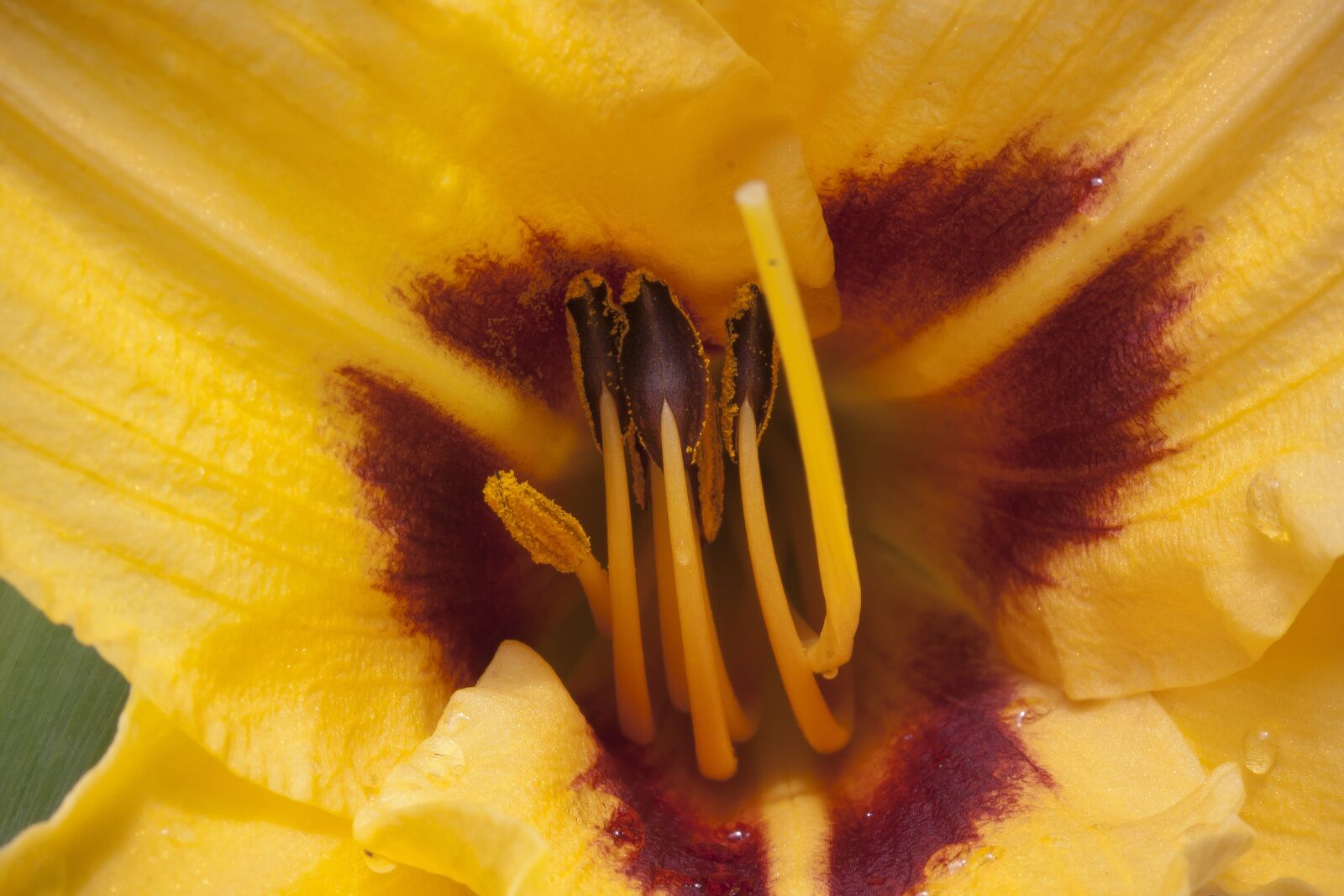 Canon EF-S 60mm F2.8 Macro USM sample photo. Daylily, hemerocallis, day lily photography