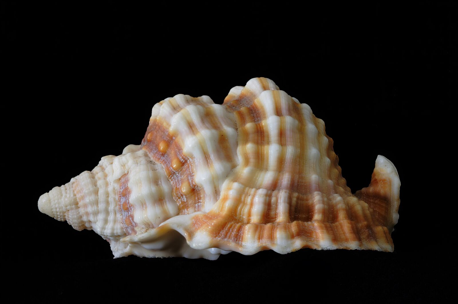Canon EOS 400D (EOS Digital Rebel XTi / EOS Kiss Digital X) sample photo. Seashell, spiral, shape photography