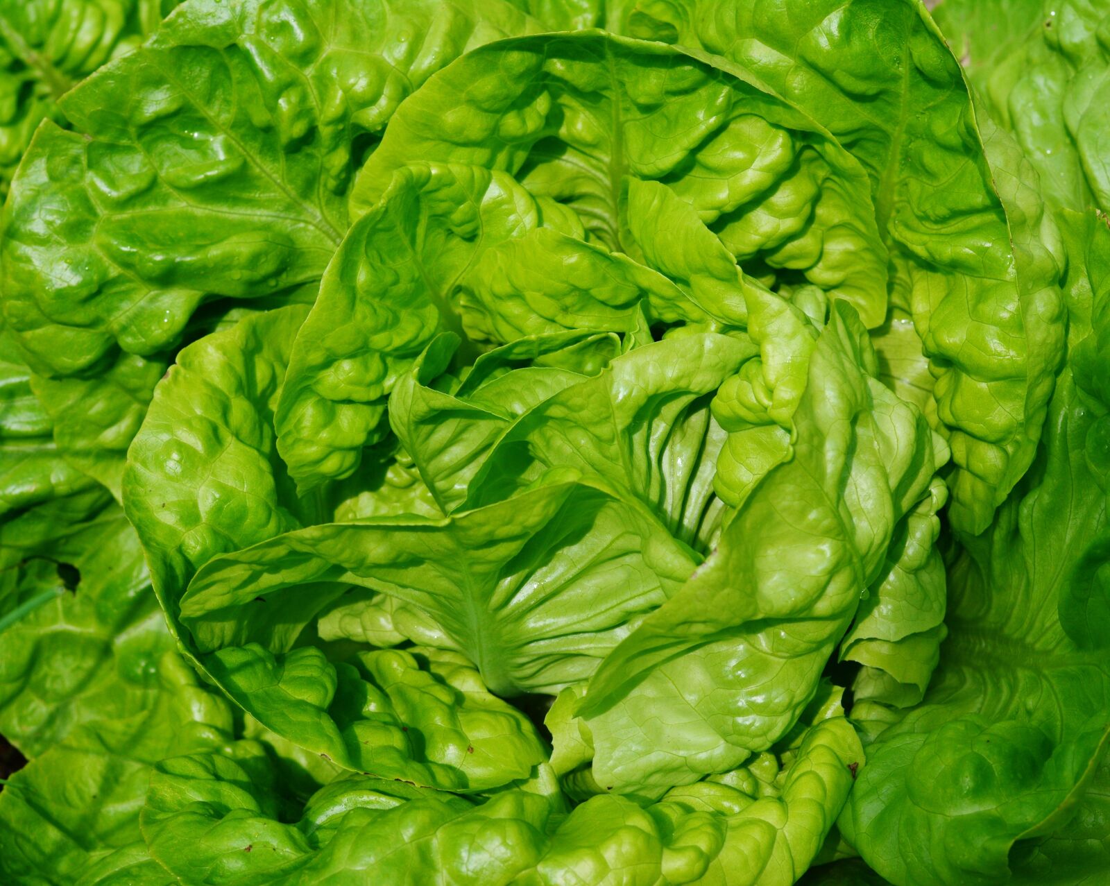 Nikon D5200 sample photo. Salad, green salad, garden photography