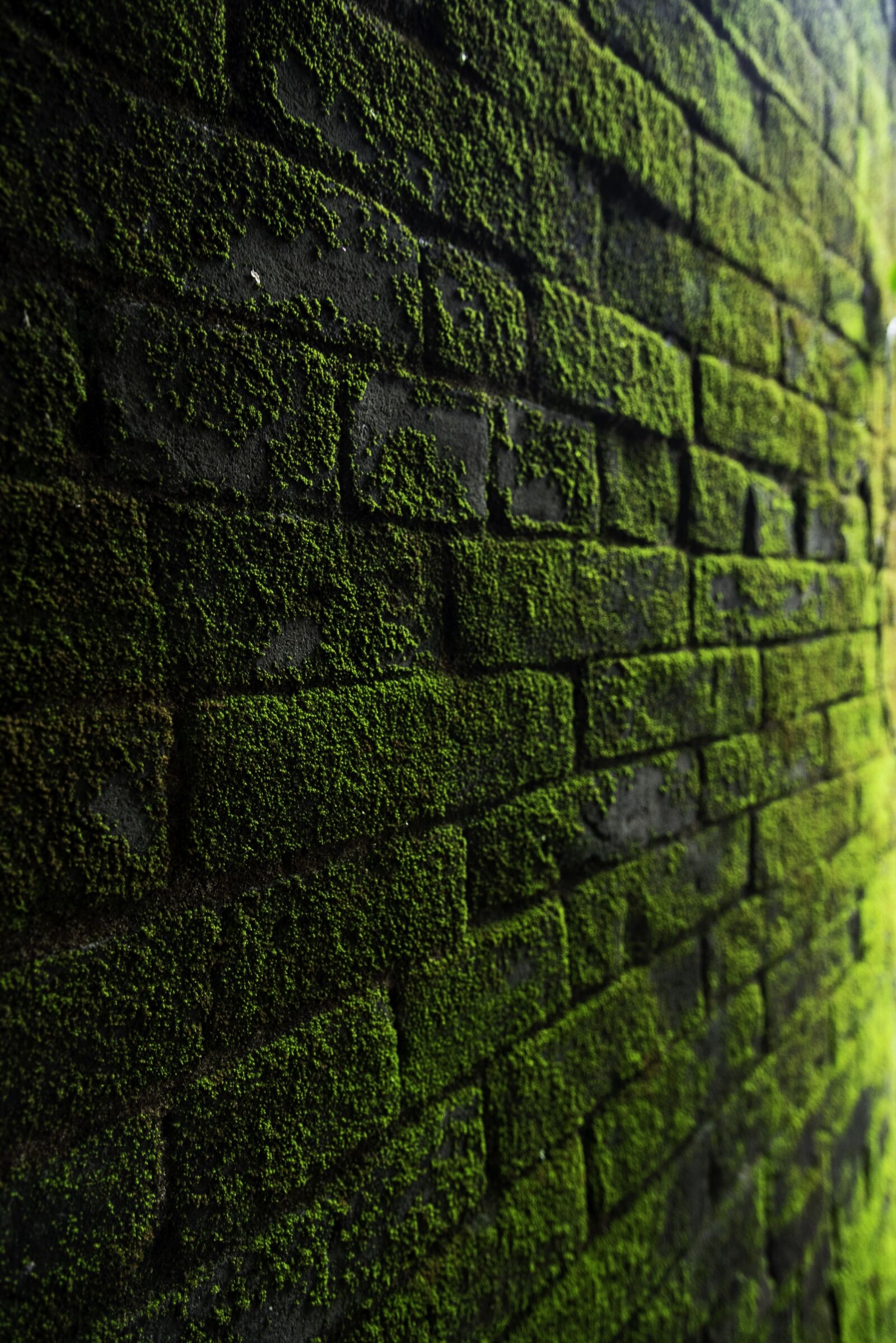 Nikon D750 sample photo. Wall, moss, texture photography