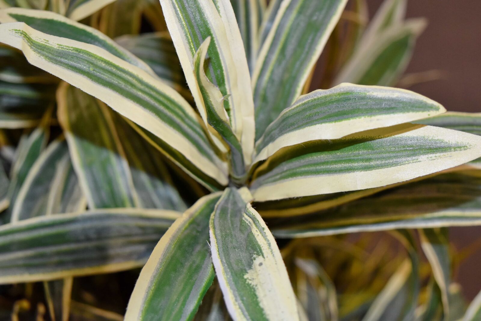 Nikon D5500 sample photo. Nature, tropical, leaf, flora photography