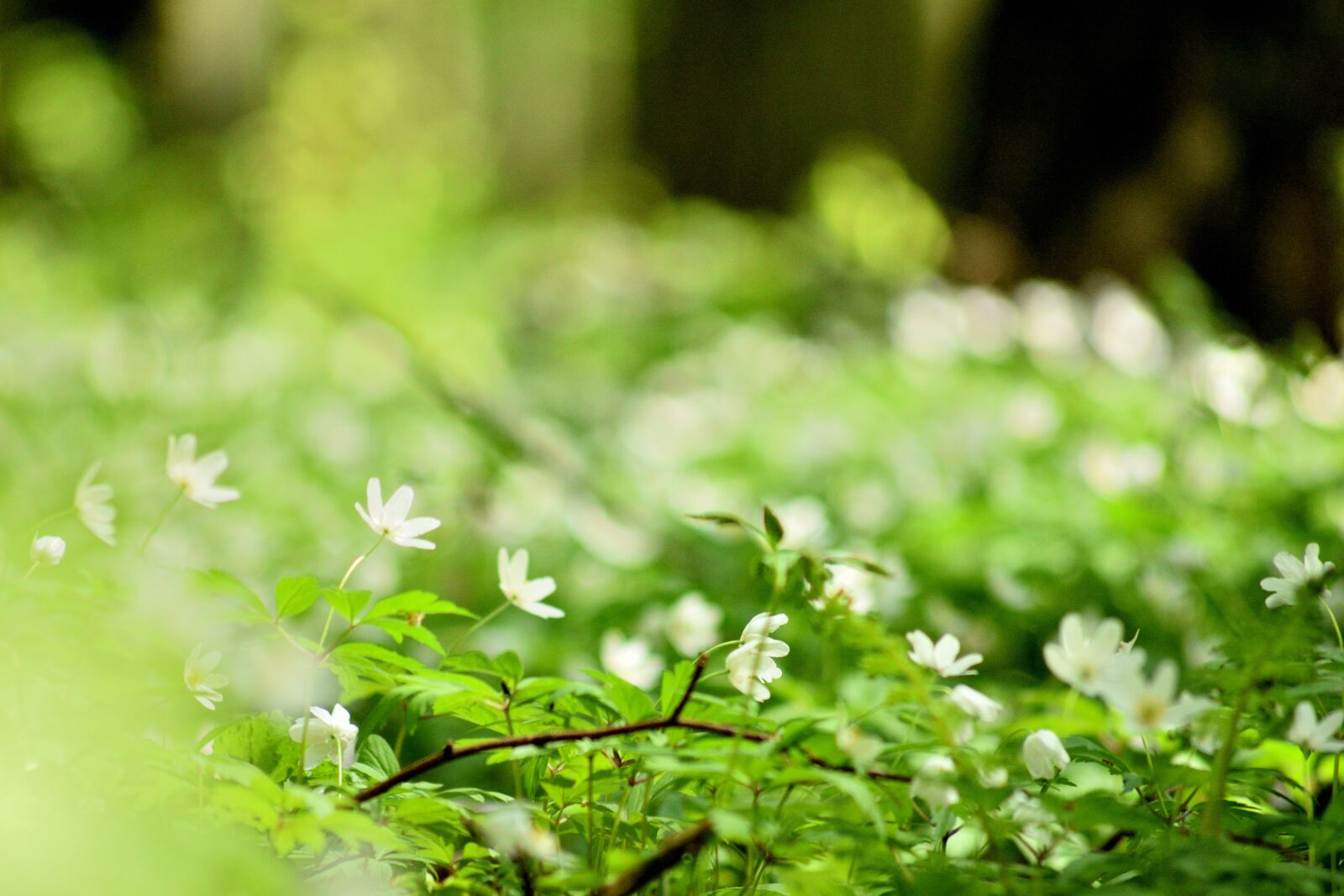 Nikon D3300 sample photo. Flower, macro, spring photography