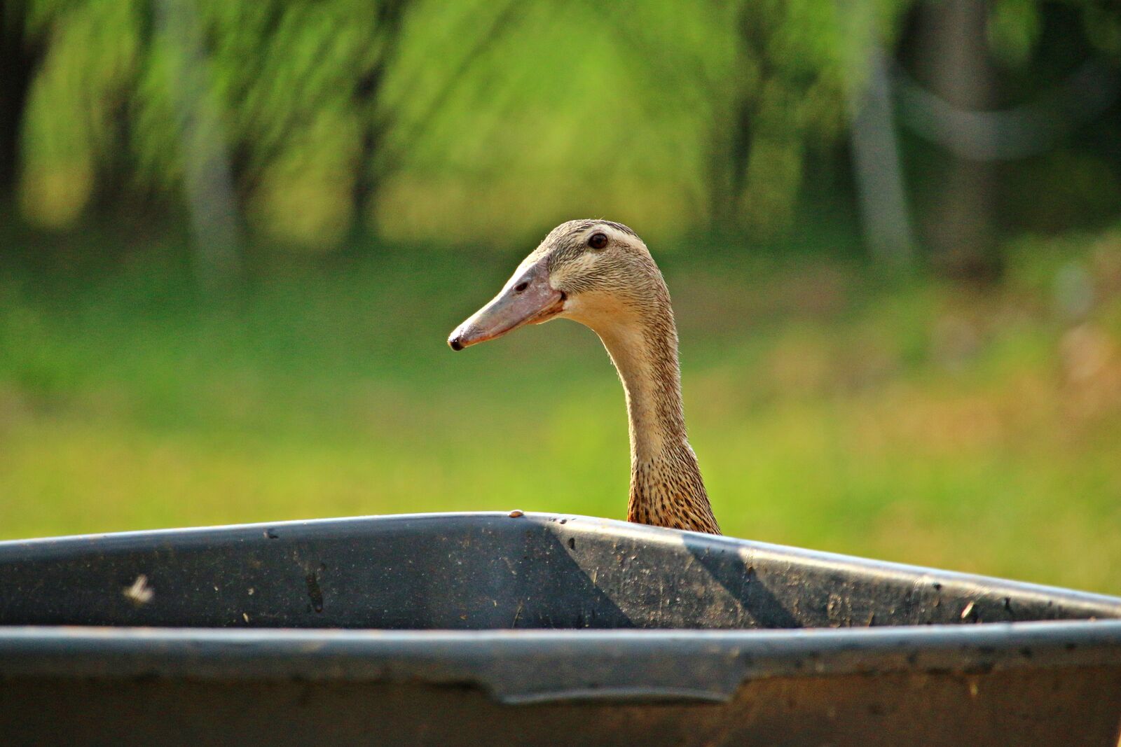 Canon EOS 100D (EOS Rebel SL1 / EOS Kiss X7) sample photo. Duck, running duck, bird photography