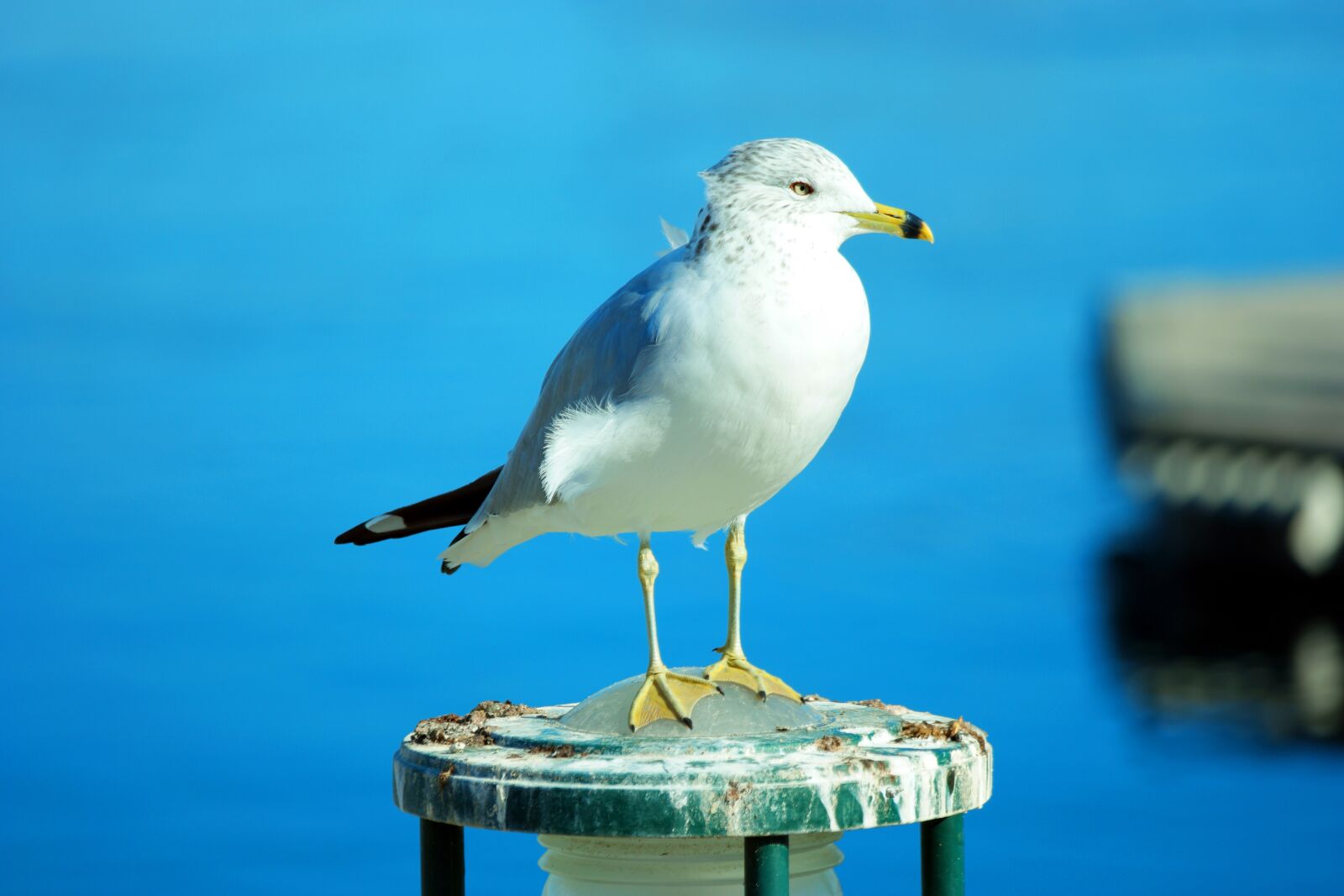 Samsung NX1 sample photo. Seagull, bird, gull photography