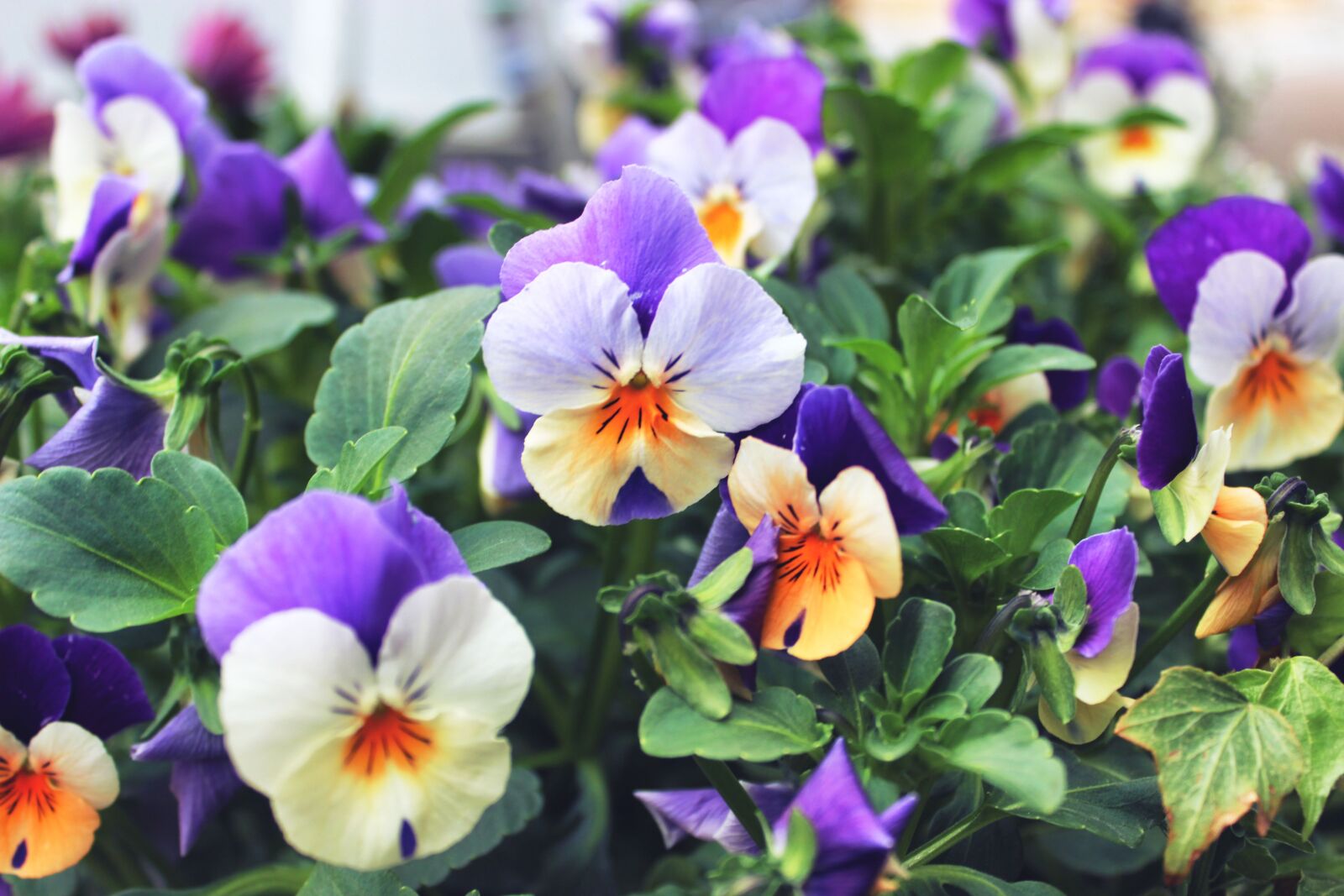 Canon EOS 600D (Rebel EOS T3i / EOS Kiss X5) sample photo. Flower, petals, bloom photography