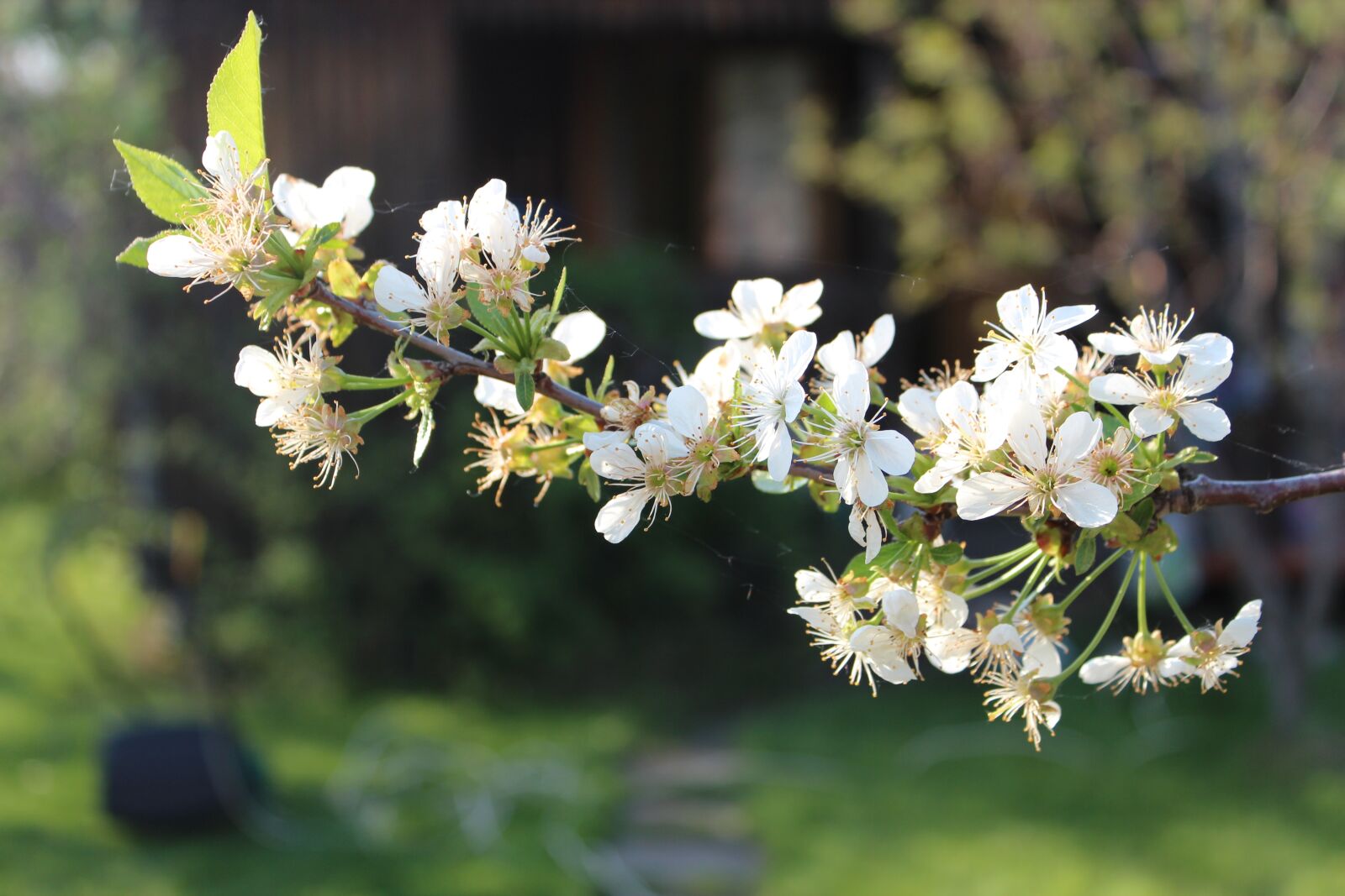 Canon EOS 600D (Rebel EOS T3i / EOS Kiss X5) sample photo. Cherry, tree, spring photography