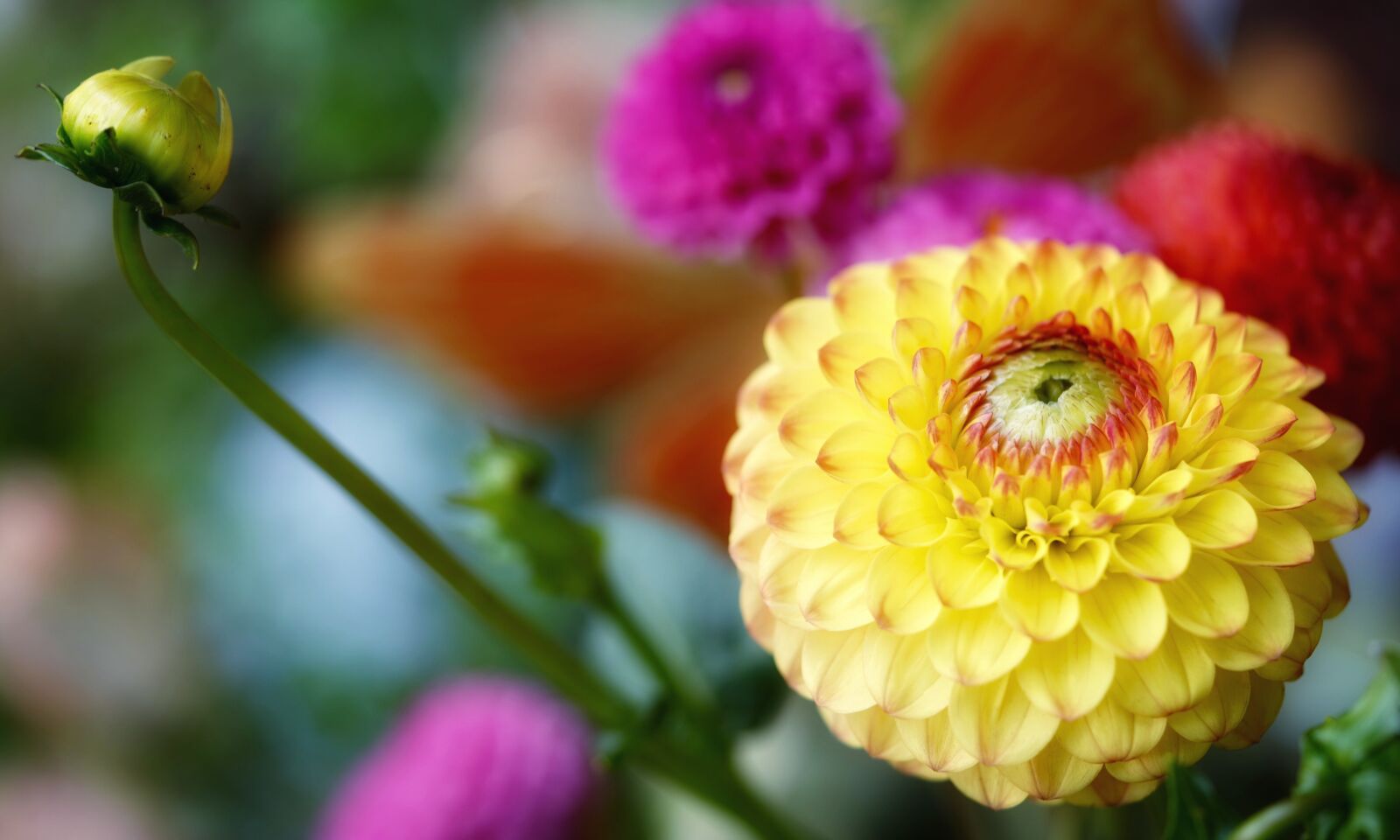 Sony FE 90mm F2.8 Macro G OSS sample photo. Flower, dahlia, petals photography