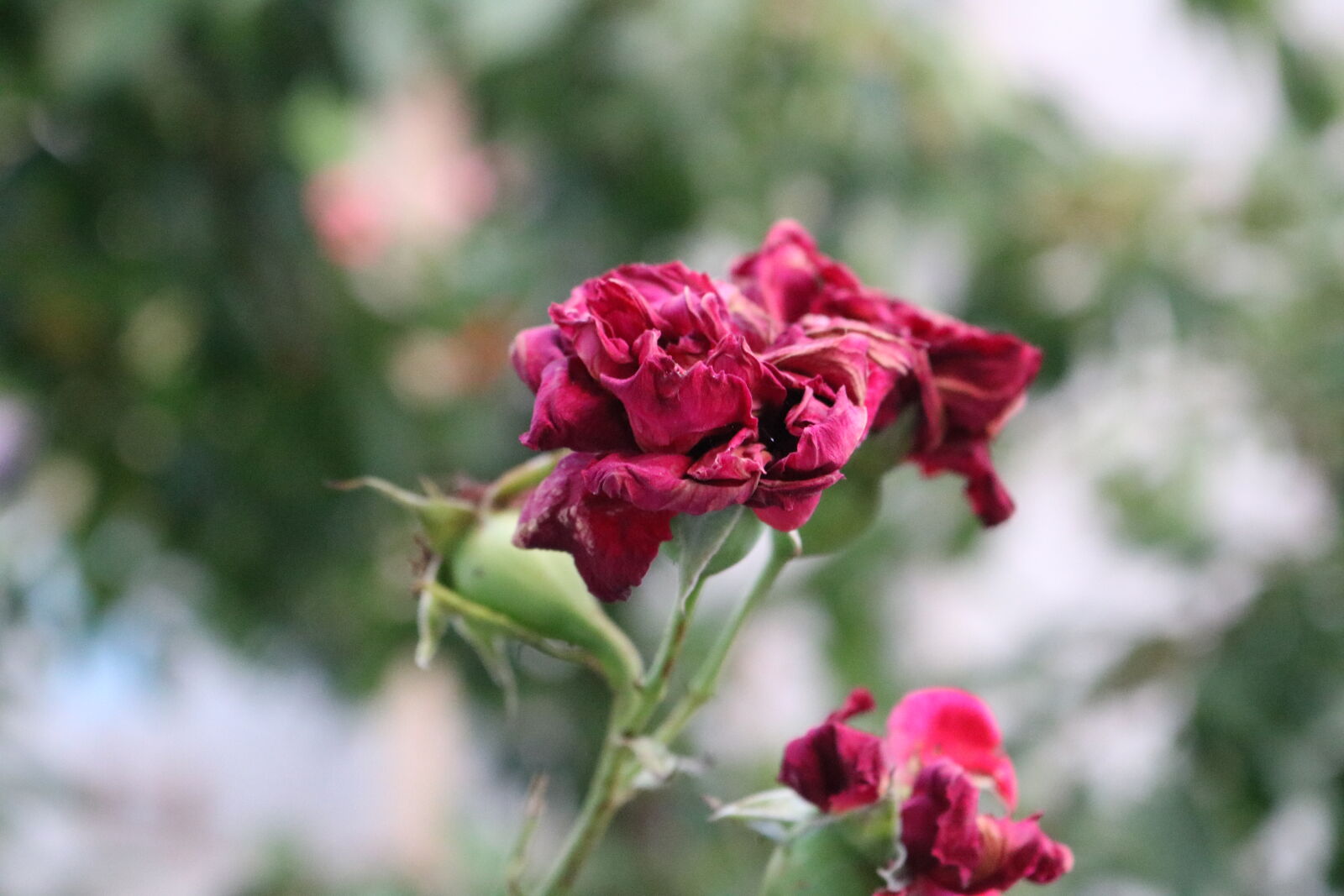 Canon EOS 750D (EOS Rebel T6i / EOS Kiss X8i) sample photo. Dark, garden, nature, out photography