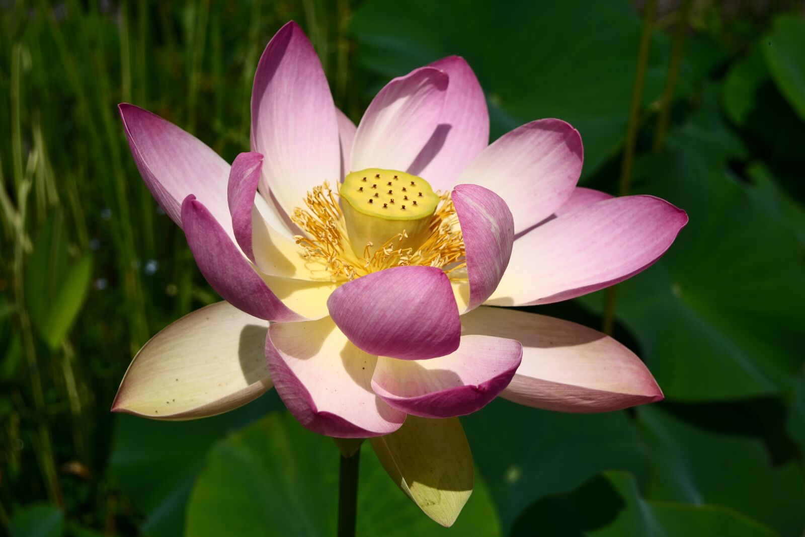 Panasonic Lumix DC-G9 sample photo. Lotus, flower, nature photography