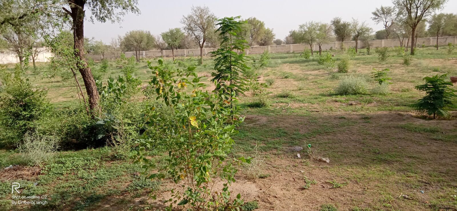 Realme C2 sample photo. Nature, natural beauty, green photography