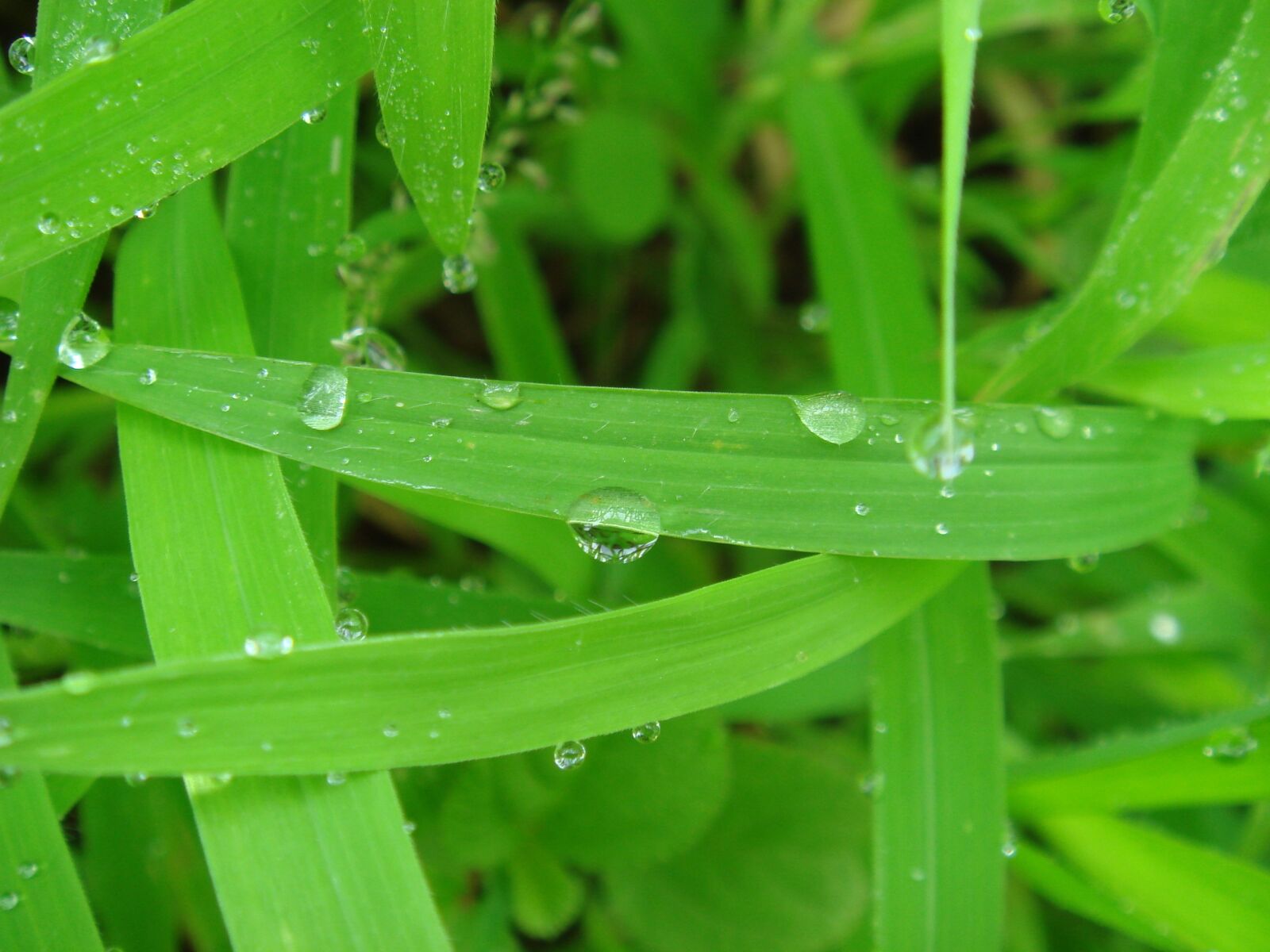Sony DSC-T10 sample photo. Green leaf, dew, weeds photography