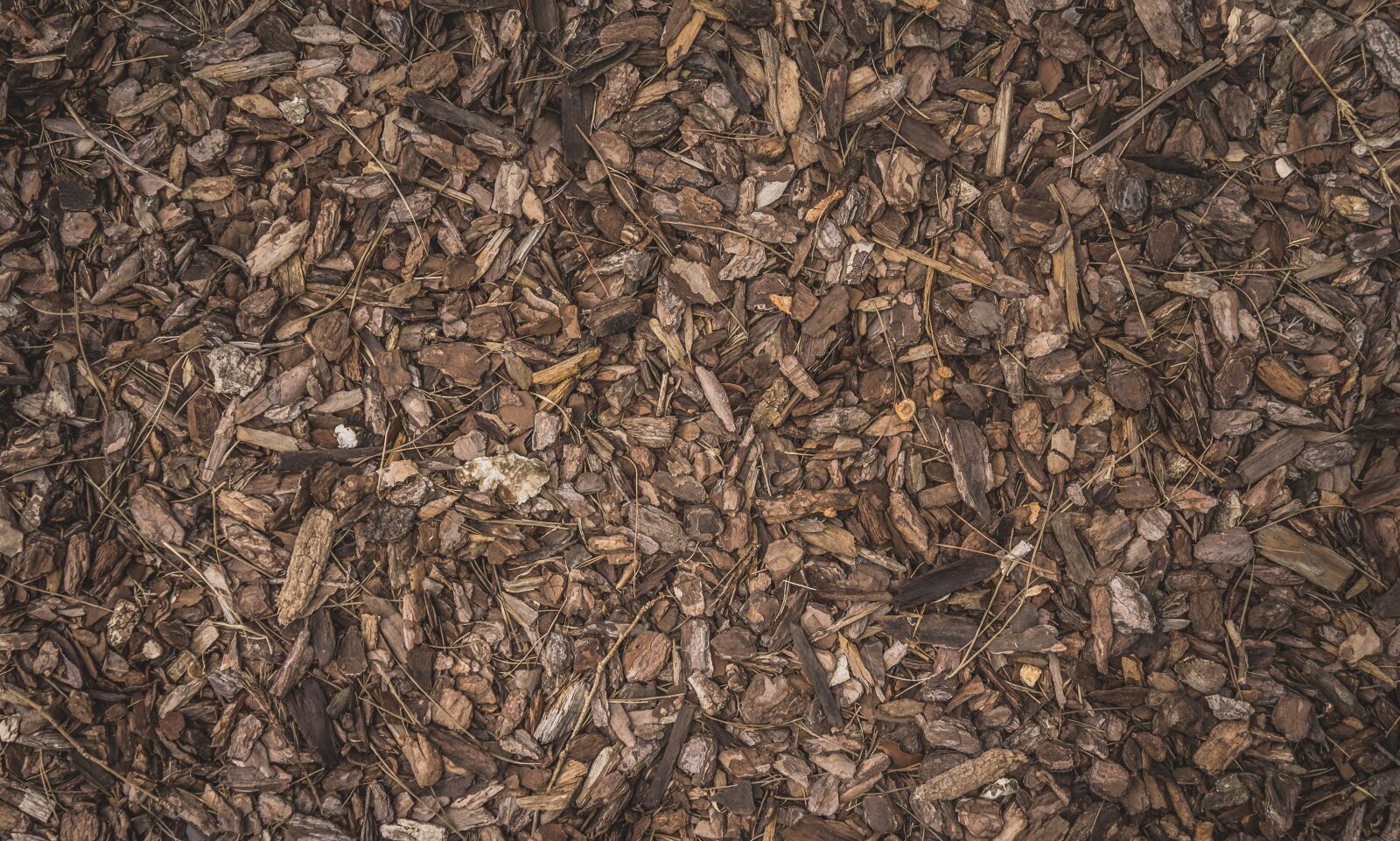 Sony Alpha NEX-5N sample photo. Bark, bach, autumn photography