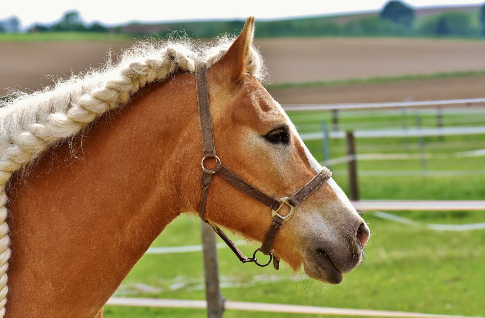 Nikon D7200 sample photo. Horse, coupling, mane photography