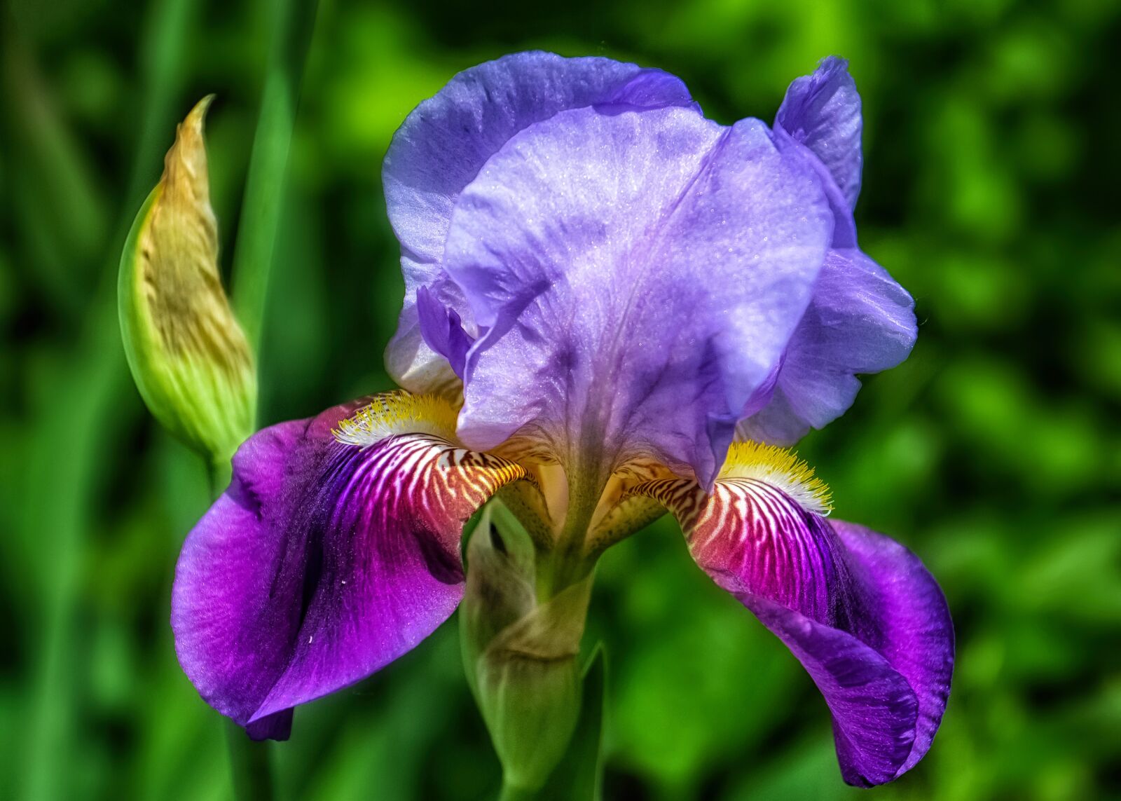 Nikon D5100 sample photo. Iris, flower, close up photography