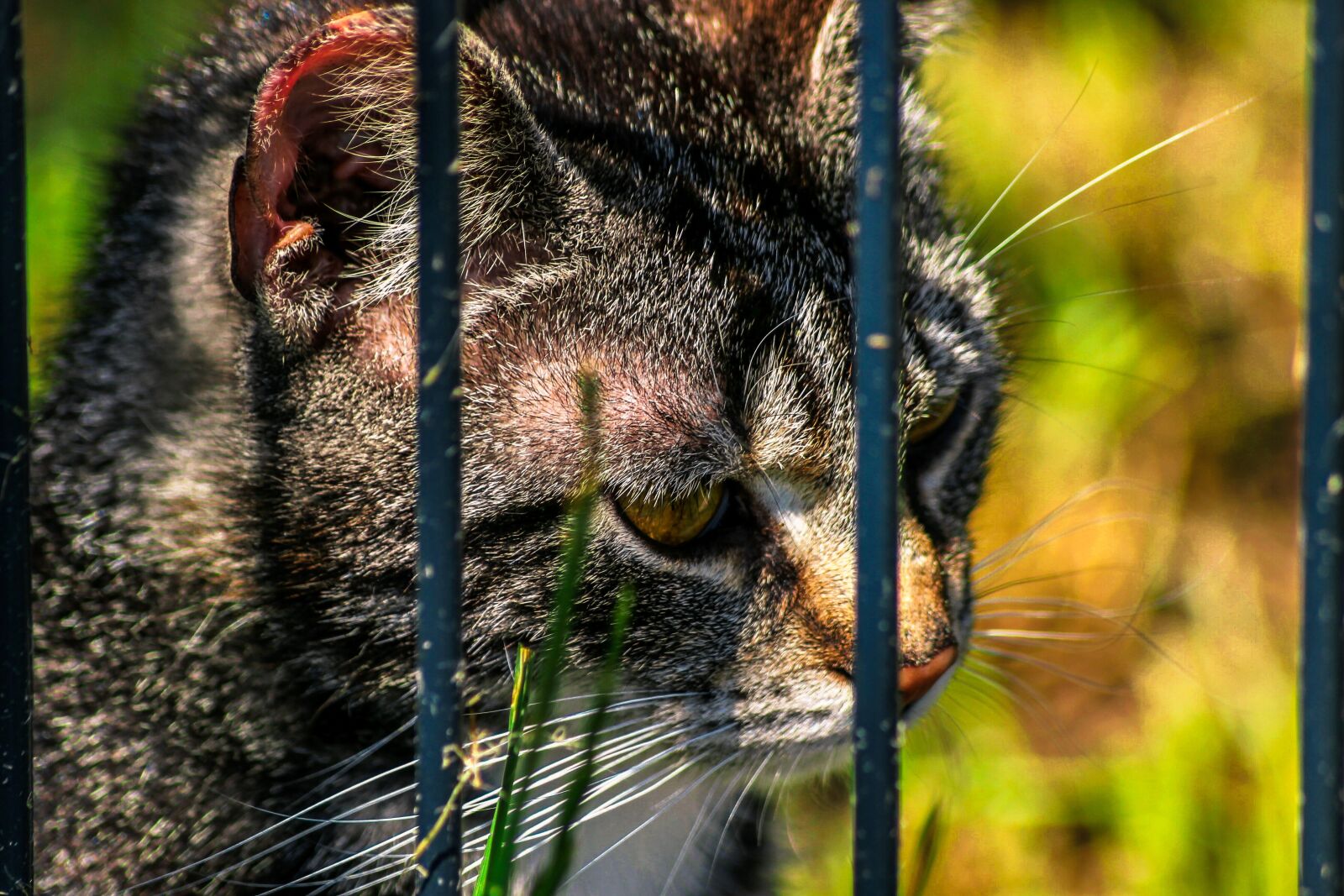 Canon EOS 600D (Rebel EOS T3i / EOS Kiss X5) sample photo. Cat, close up, grid photography