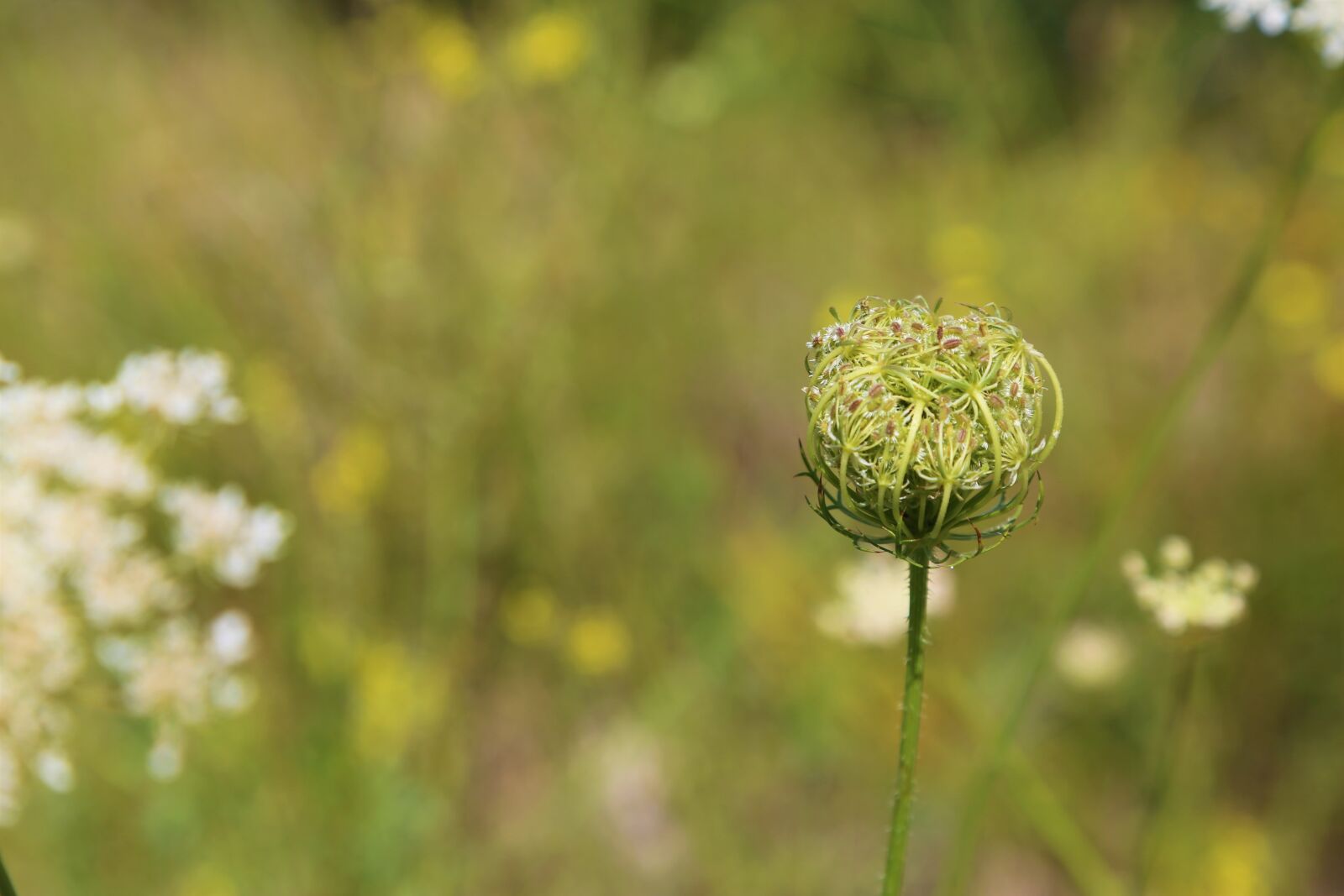 Canon EF 24-105mm F4L IS USM sample photo. Flower, plant, spring photography
