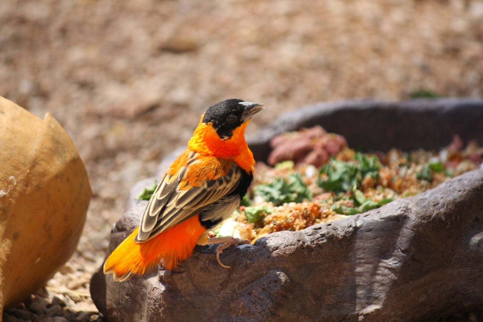Canon EOS 1000D (EOS Digital Rebel XS / EOS Kiss F) sample photo. Nature, bird, wildlife photography