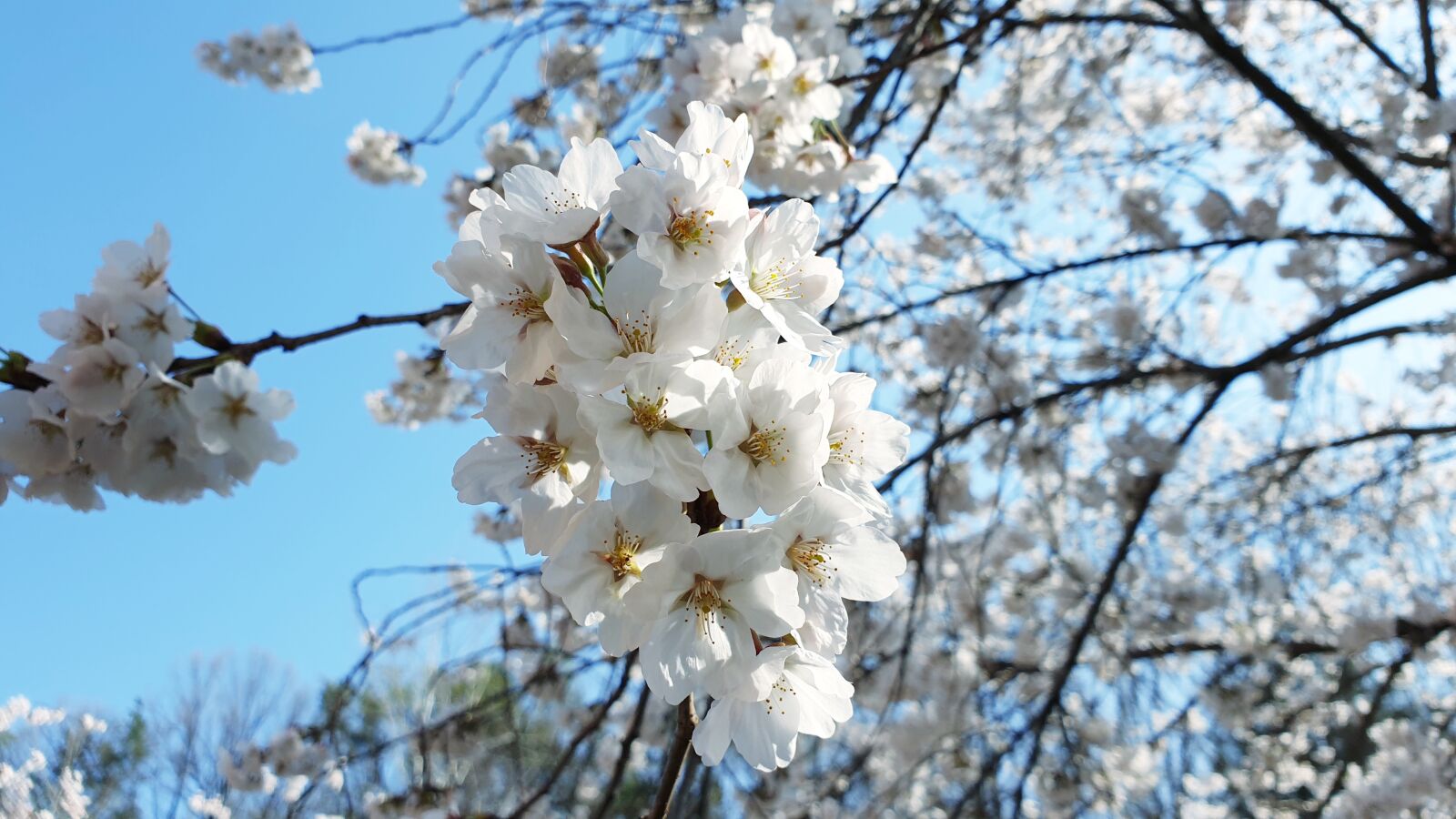 Samsung Galaxy Note9 sample photo. Cherry blossom, flowers, spring photography