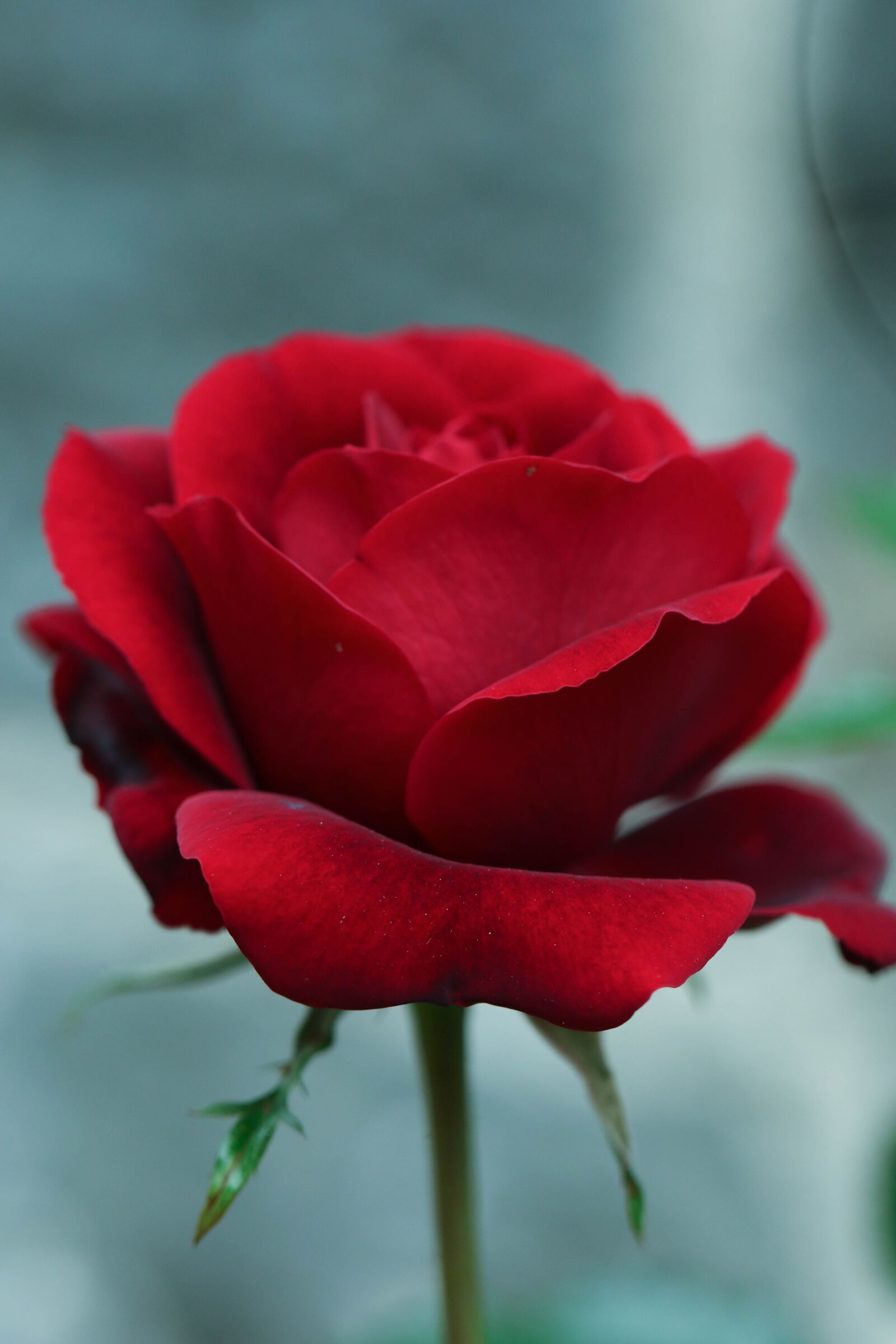 Canon EOS 7D Mark II sample photo. Rose, flower, garden photography