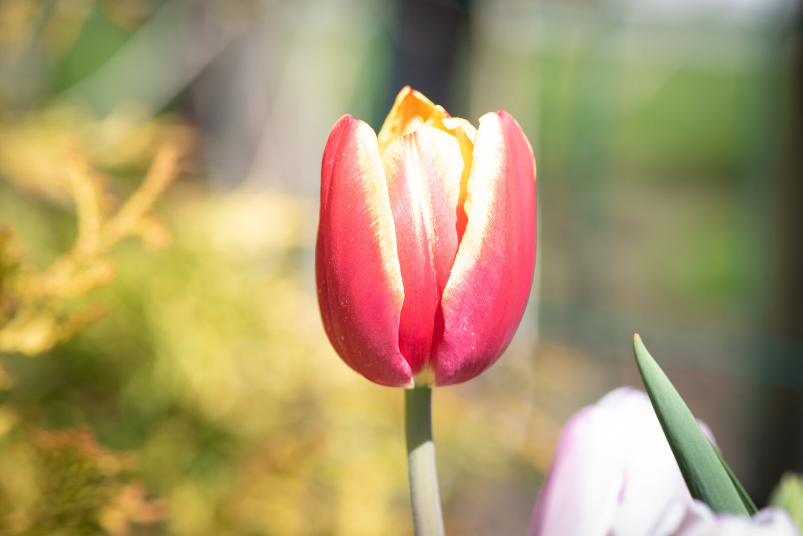 Nikon D750 sample photo. Blossom, bloom, flower photography