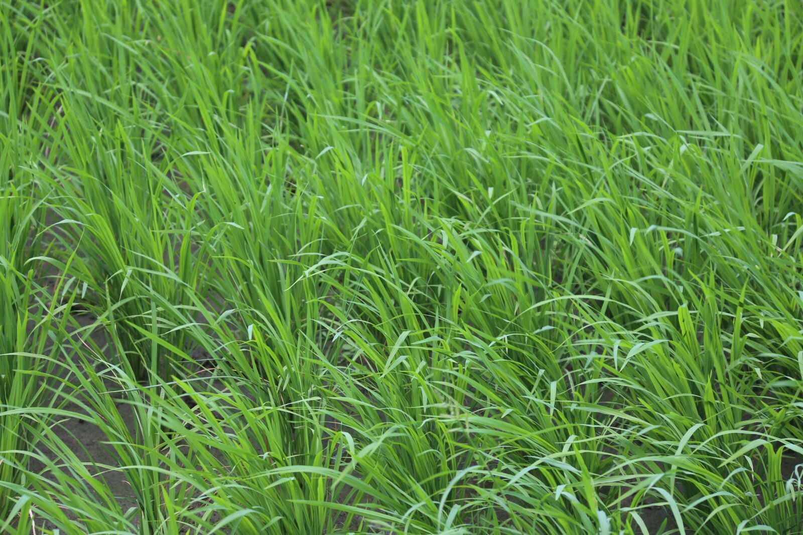Canon EOS 6D + Canon EF 28-135mm F3.5-5.6 IS USM sample photo. Grass, green, nature photography