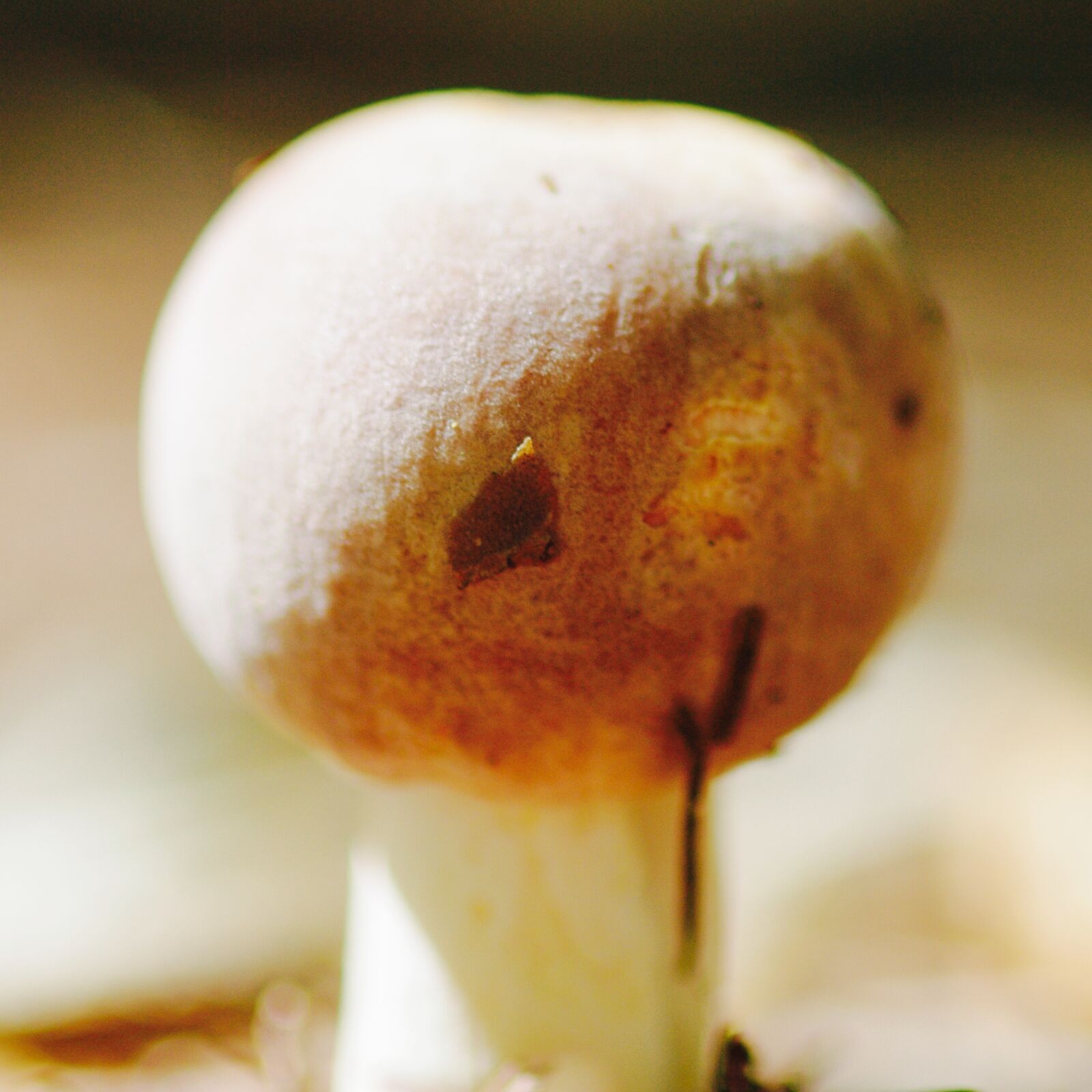 Pentax K-7 sample photo. Mushroom, autumn, forest photography