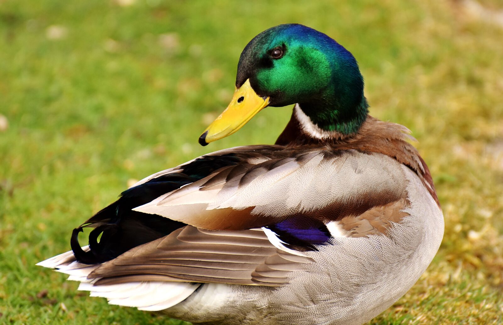 Nikon D7200 sample photo. Duck, mallard, drake photography