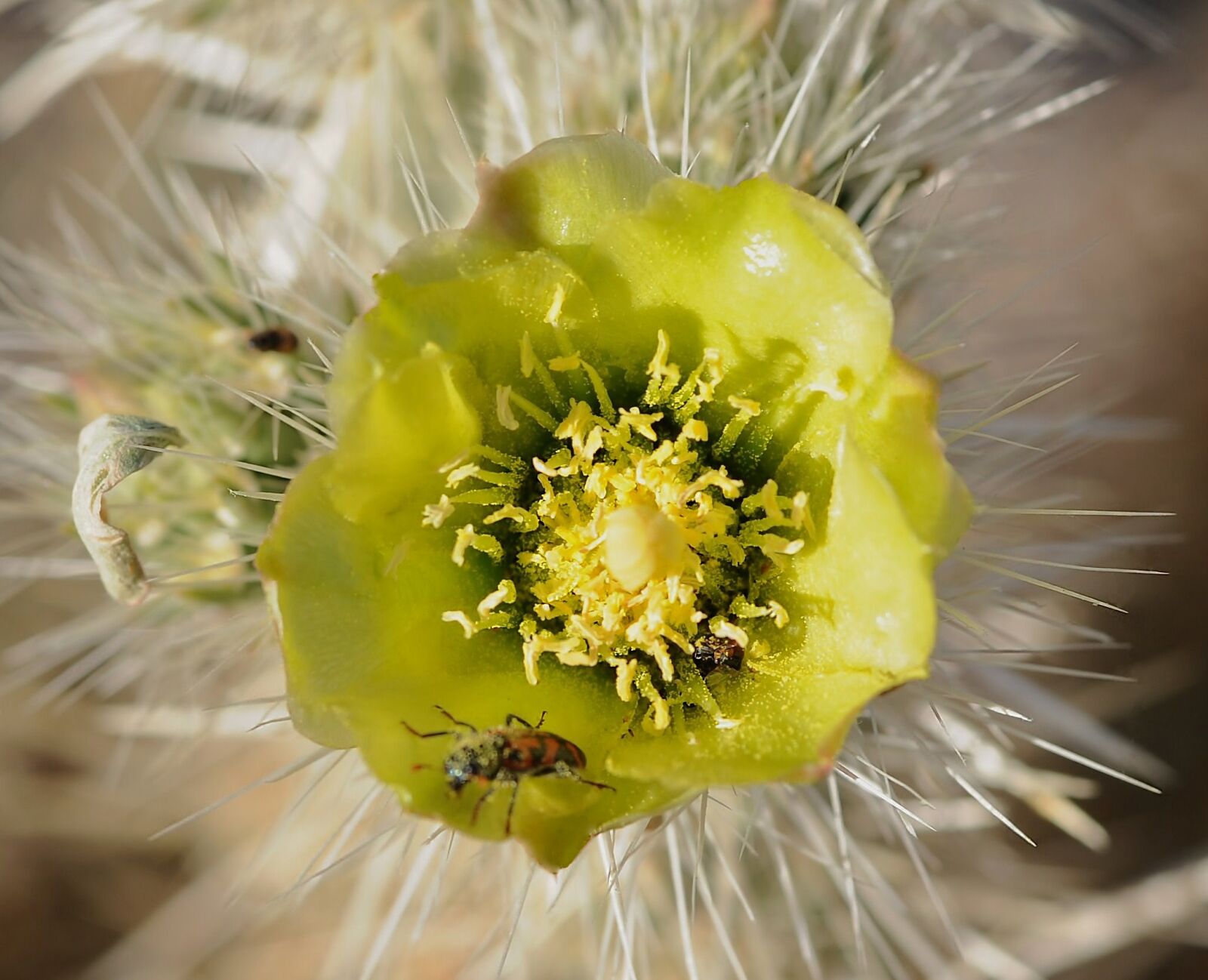 Nikon D3 sample photo. Desert, bug, flower photography