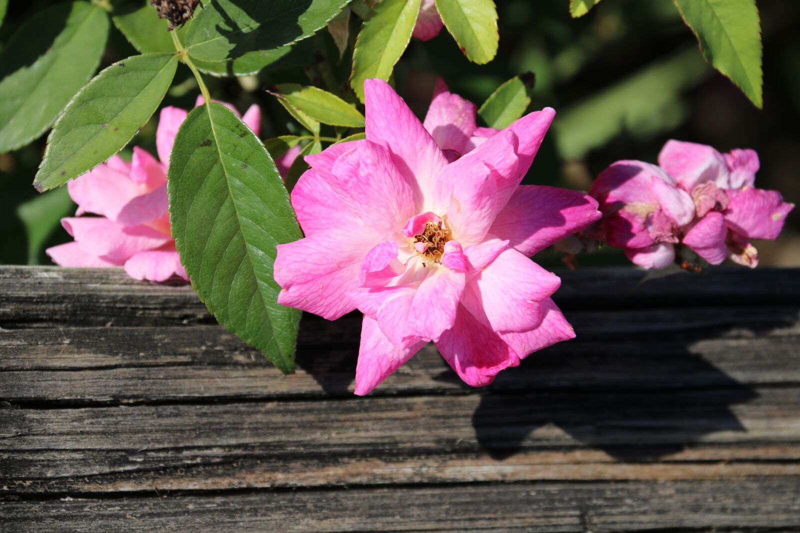 Canon EOS 750D (EOS Rebel T6i / EOS Kiss X8i) sample photo. Rose, outdoor, nature photography