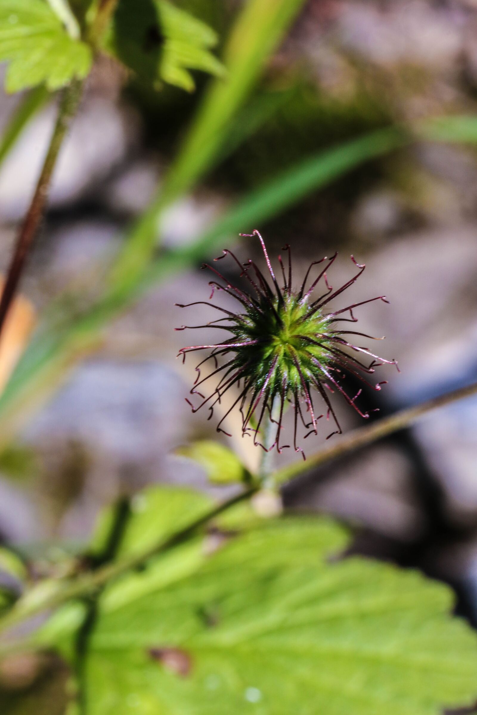 Canon EOS 7D Mark II sample photo. Wildflower, summer, nature photography