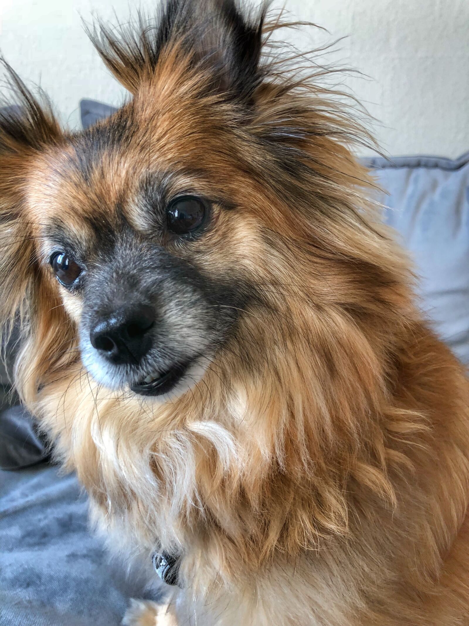 iPhone X back dual camera 4mm f/1.8 sample photo. Dog, pet, cute photography