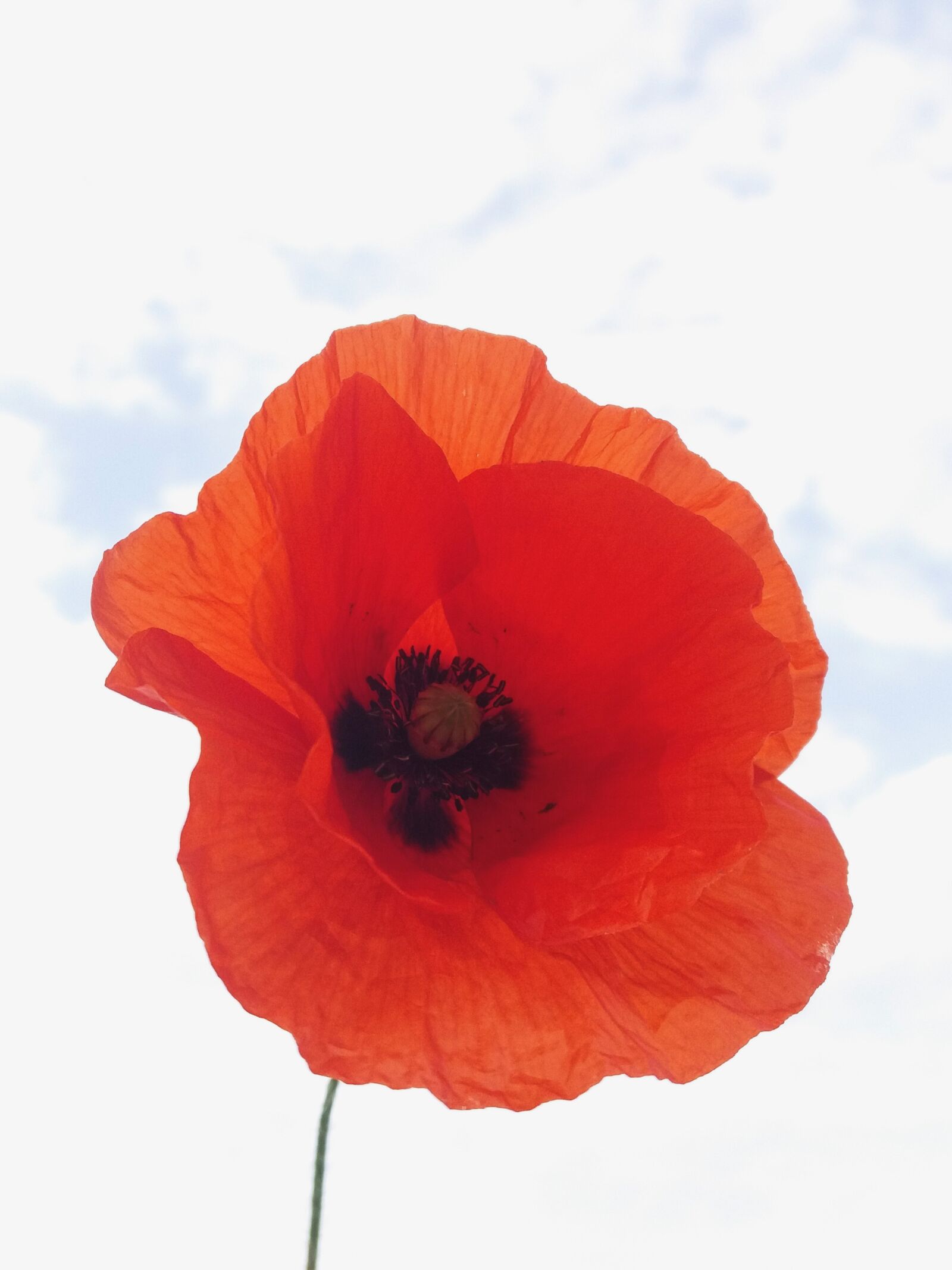 Samsung Galaxy J5(2016) sample photo. Poppy, field, summer photography