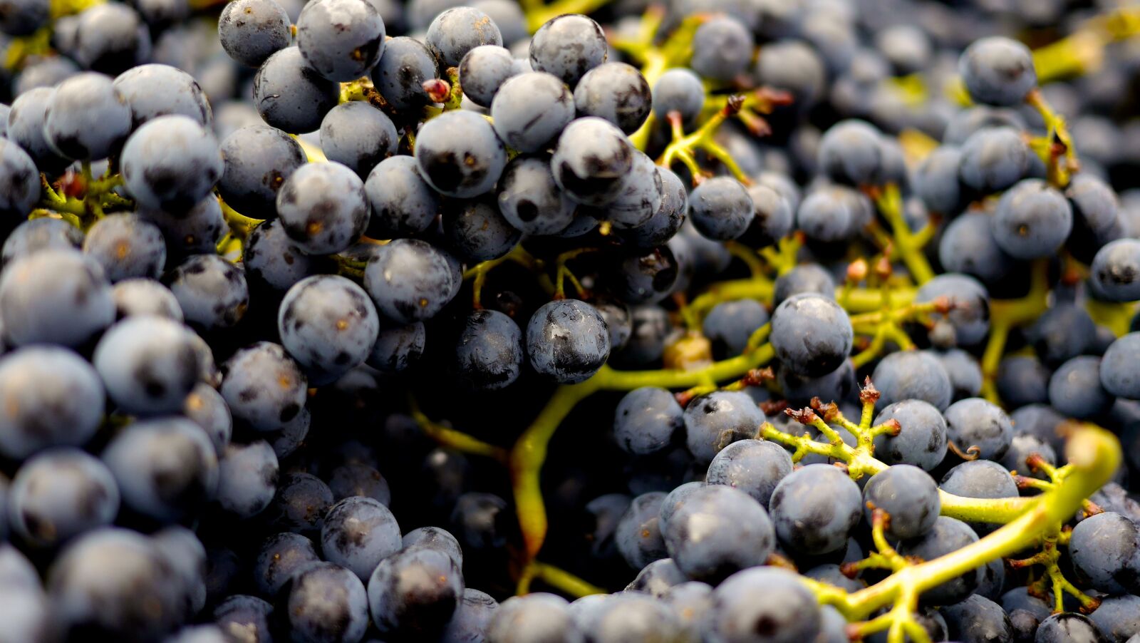 Panasonic Lumix DMC-G6 sample photo. Grapes, wine grapes, pinot photography