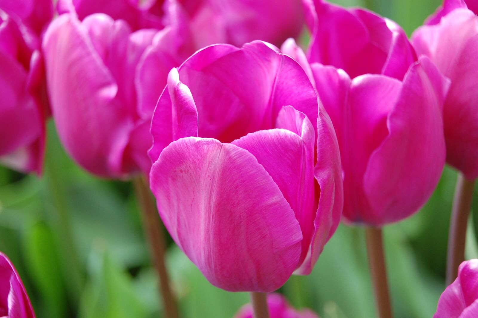Nikon D40 sample photo. Tulip, nature, spring photography