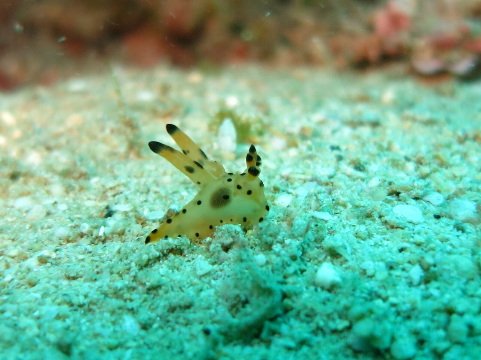 Canon PowerShot S110 sample photo. Nudibranch, thecasera, ocean photography